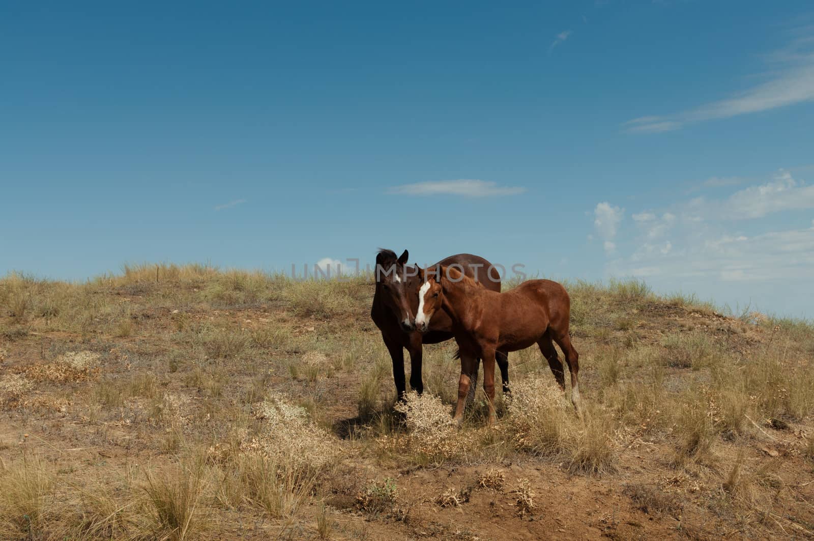 Wild horse with a foal on the steppe.