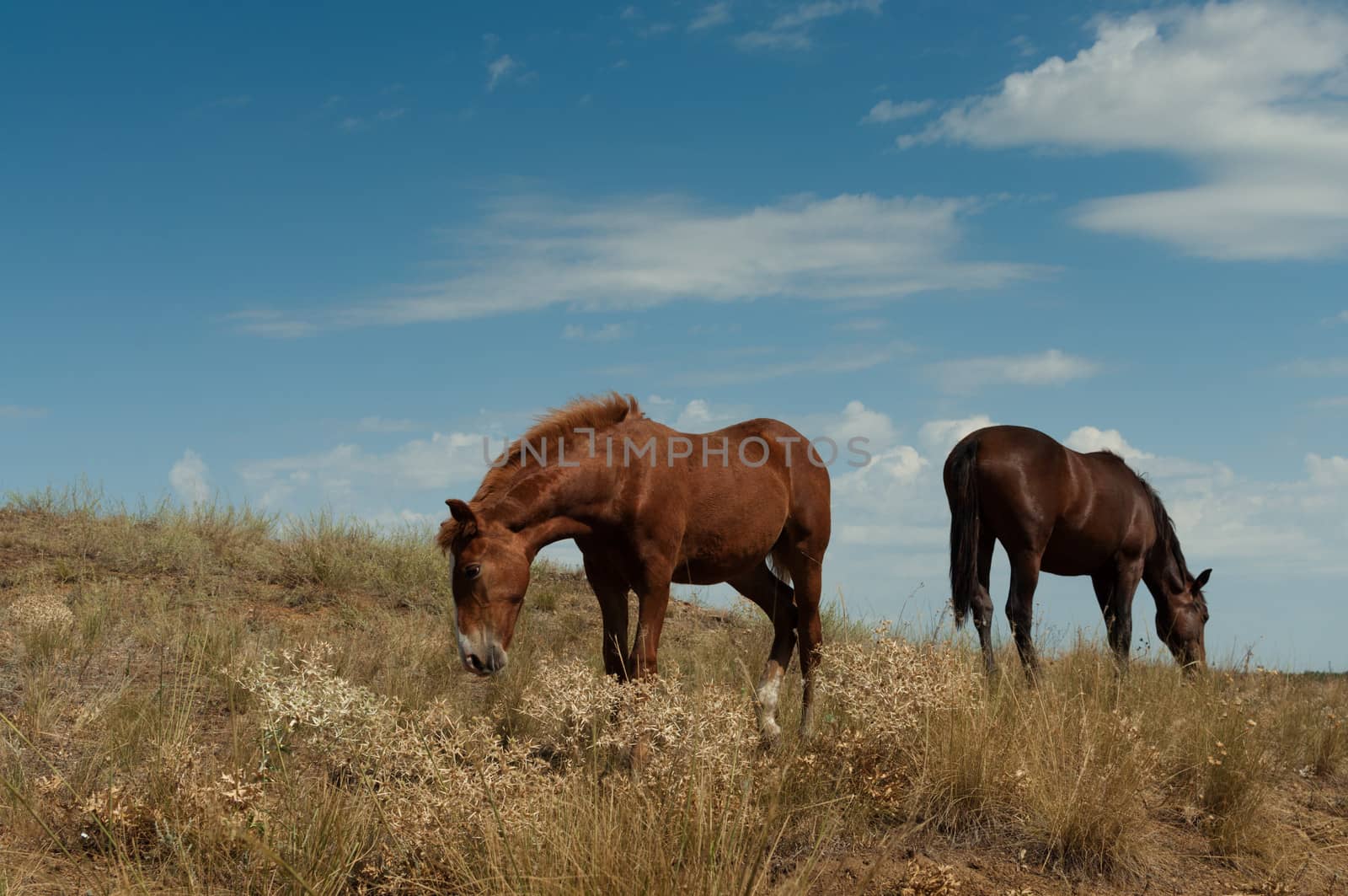 Two wild horses graze in the steppe.