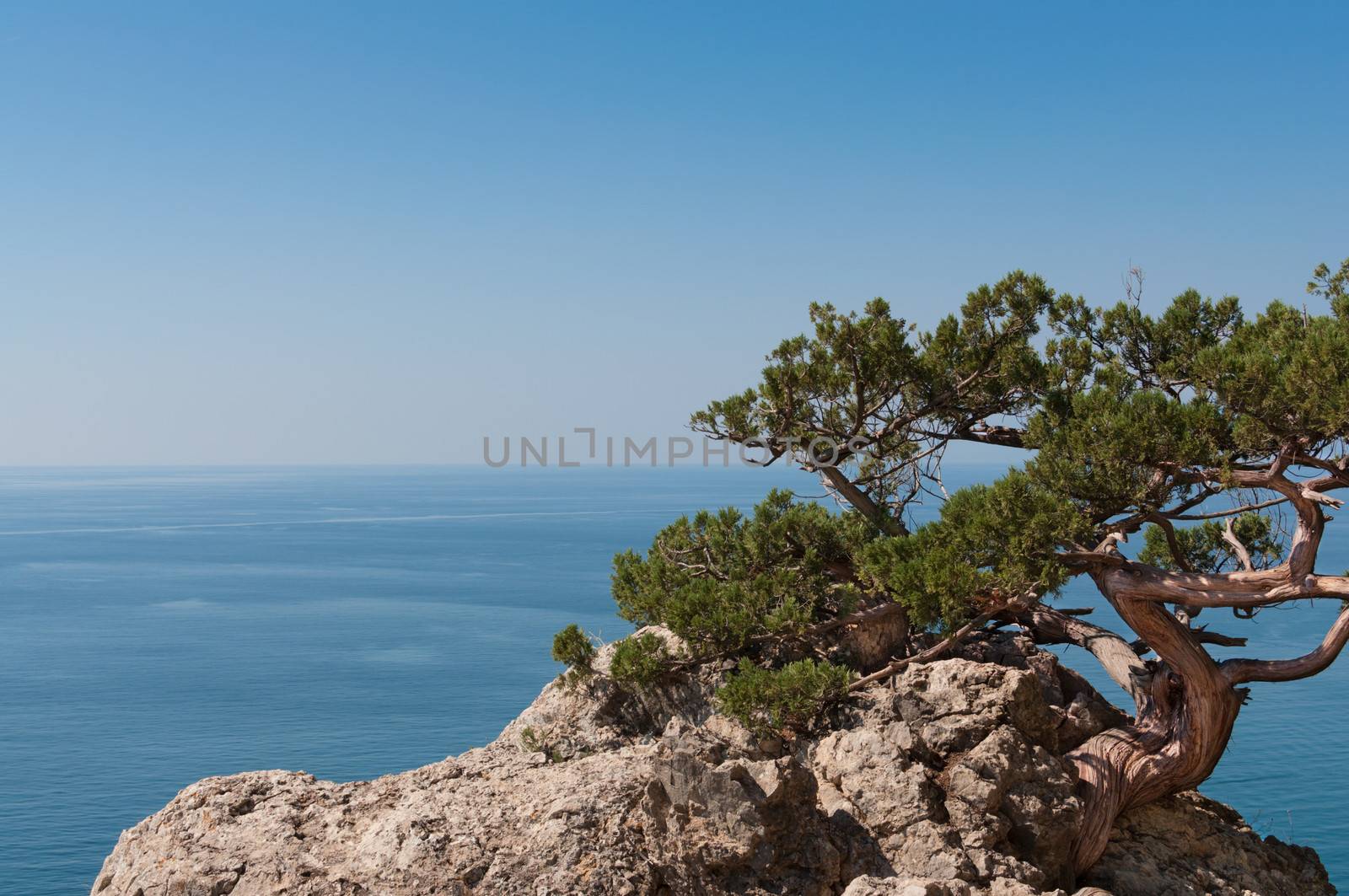 Tree on a rock. by BPhoto