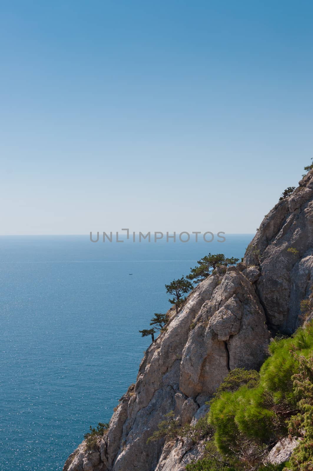 Trees growing on steep and high cliffs. Biological reserve of New World, Black Sea, Crimea.
