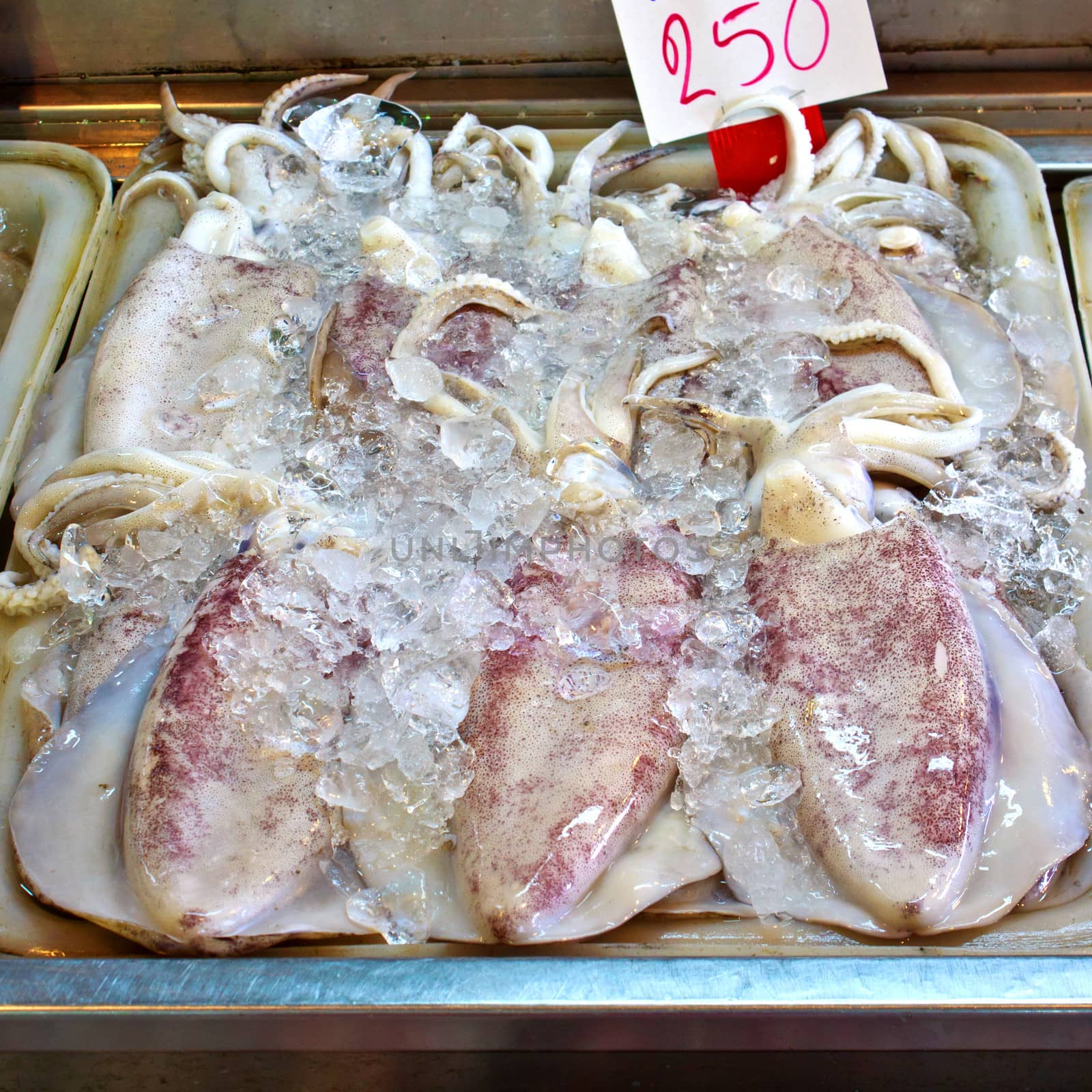 Fresh squids in the market