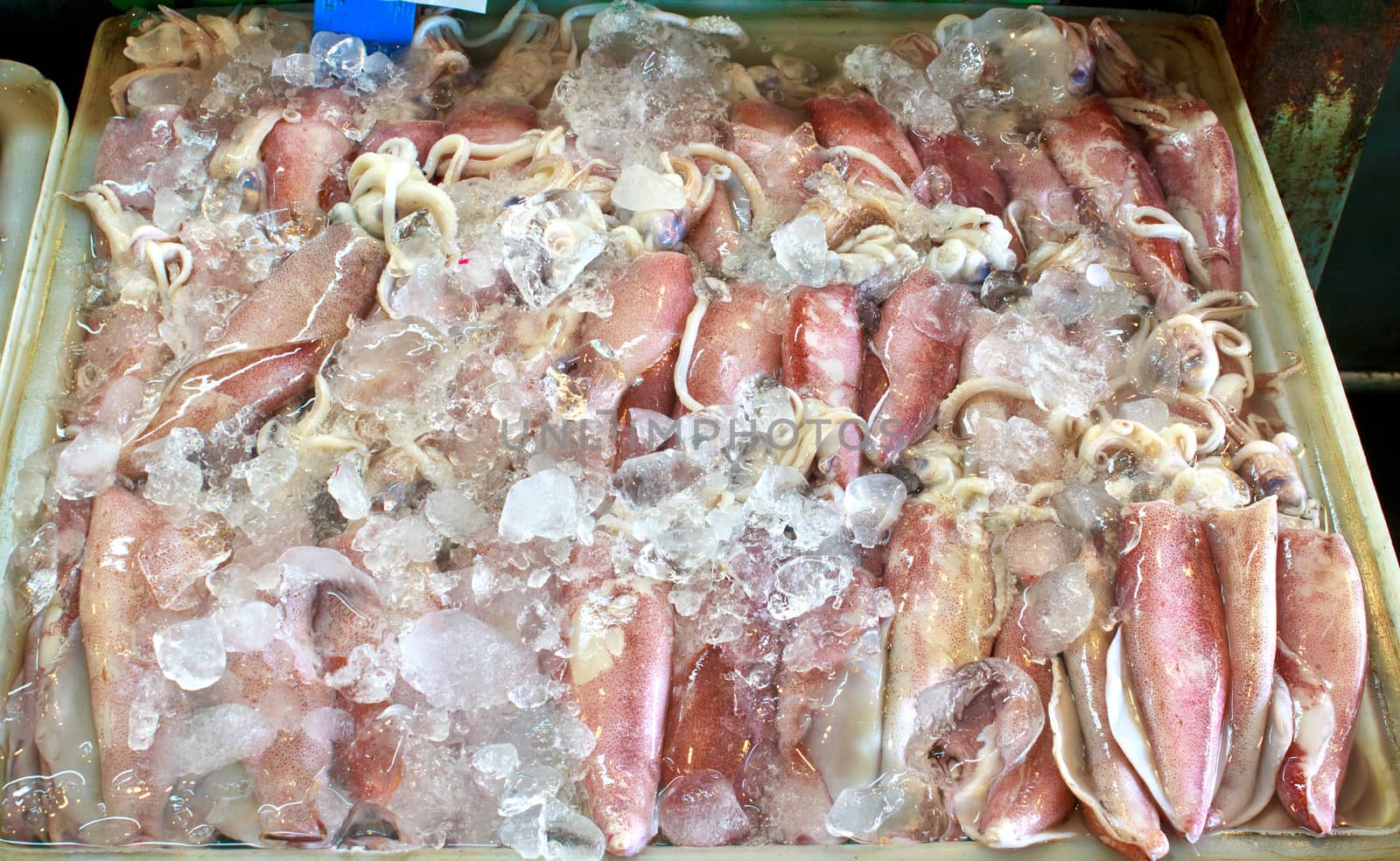 Fresh squids in the market