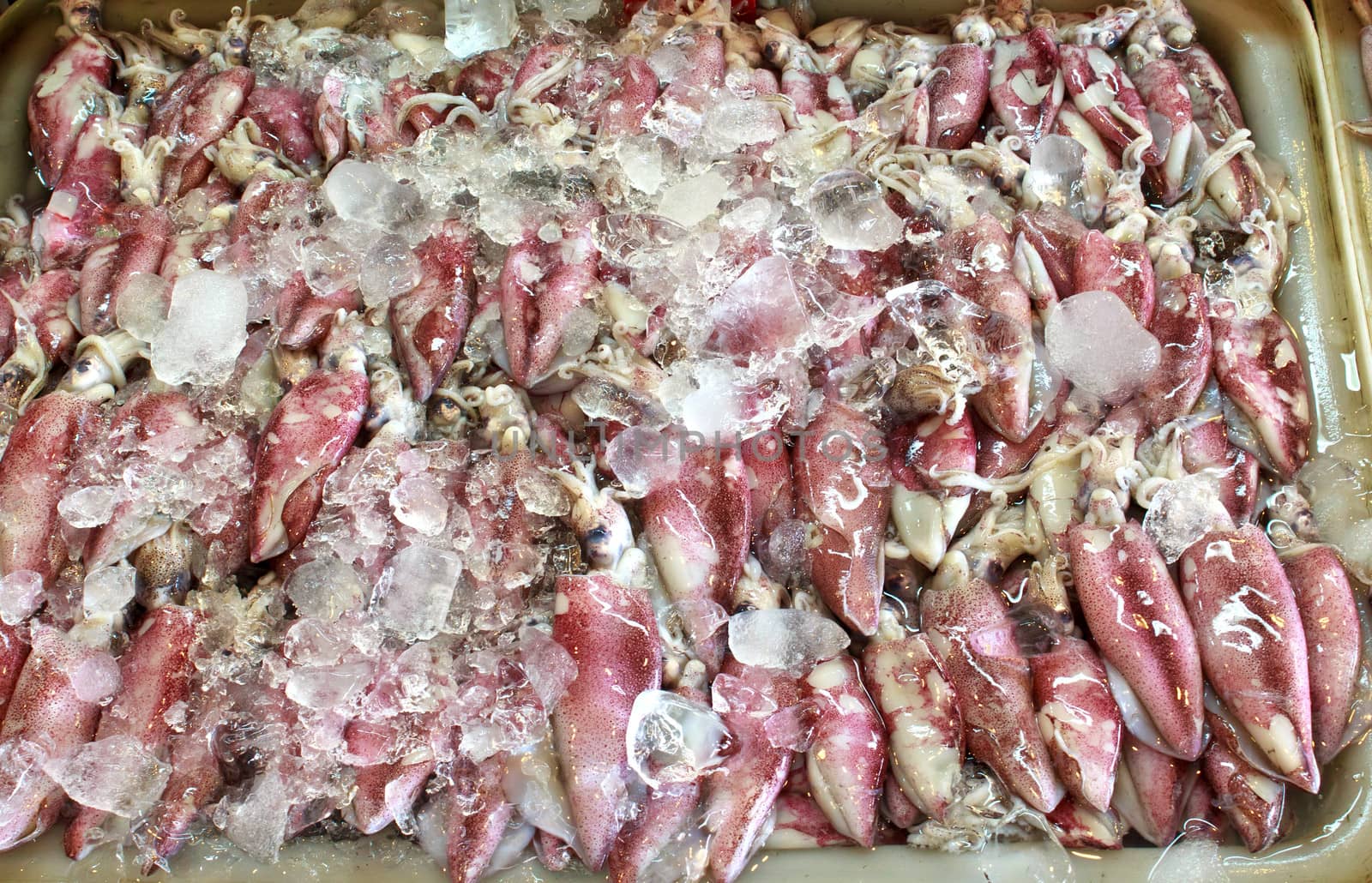 Fresh squids in the market