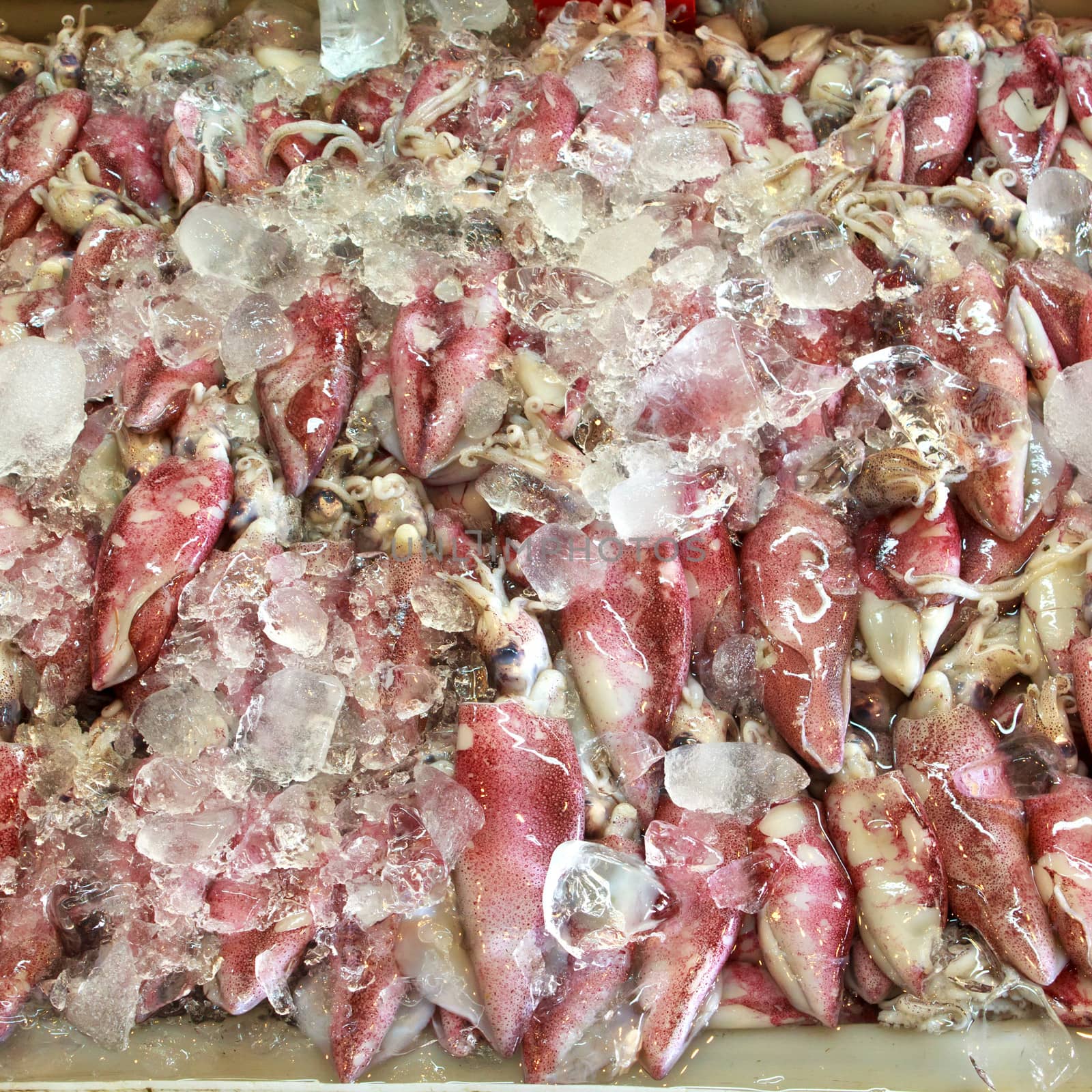 Fresh squids 6 by redthirteen