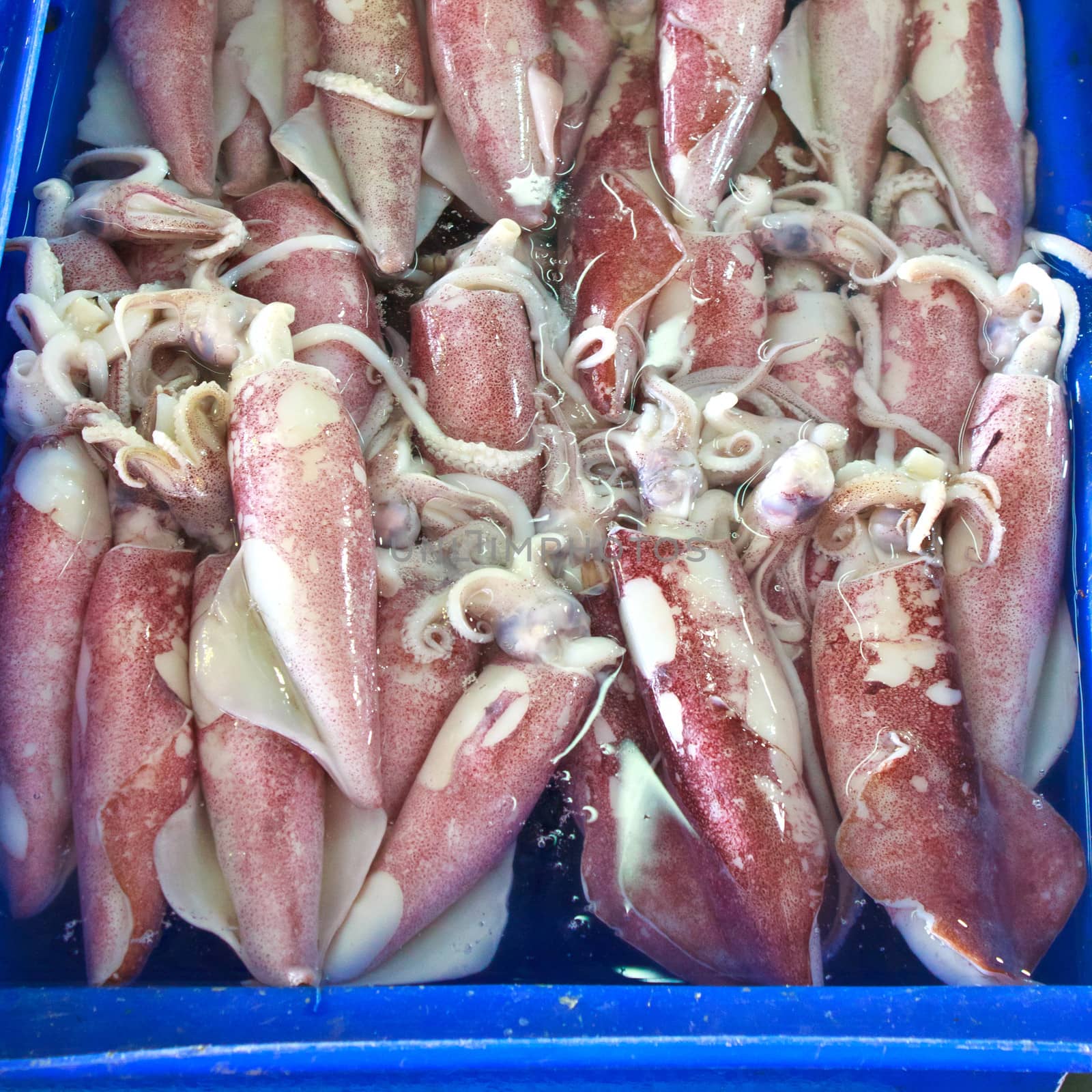 Fresh squids in the market