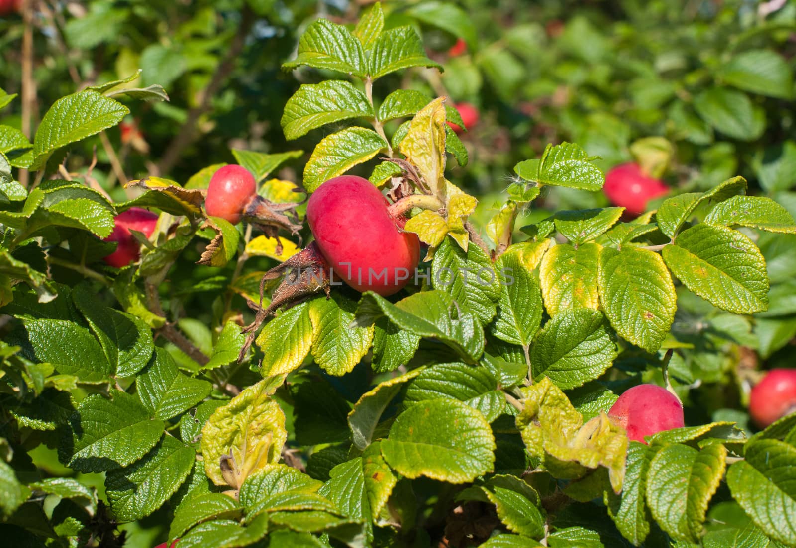 Ripe berries of dogrose on a branch close up.