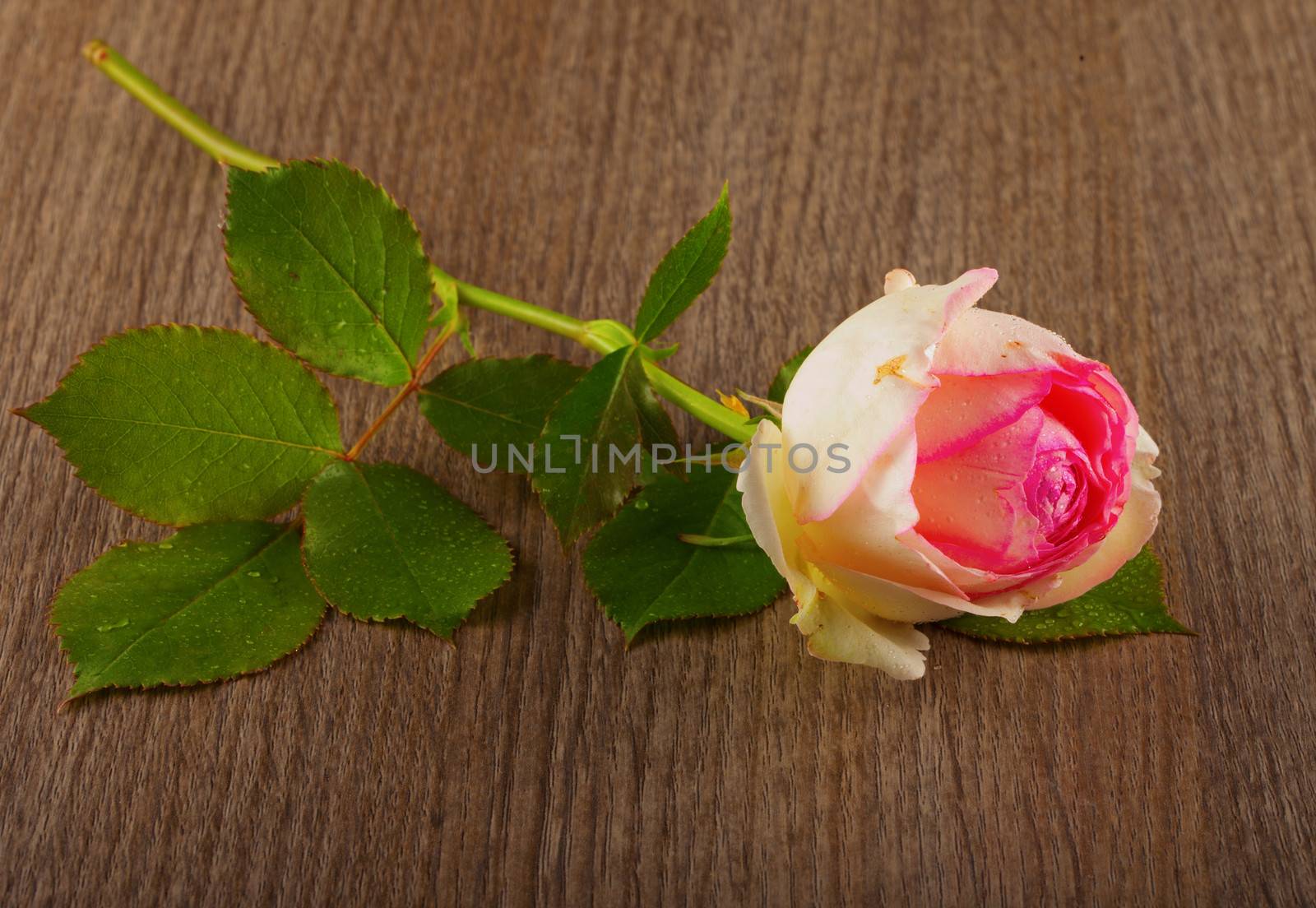 Pink rose with drops of water over wooden background