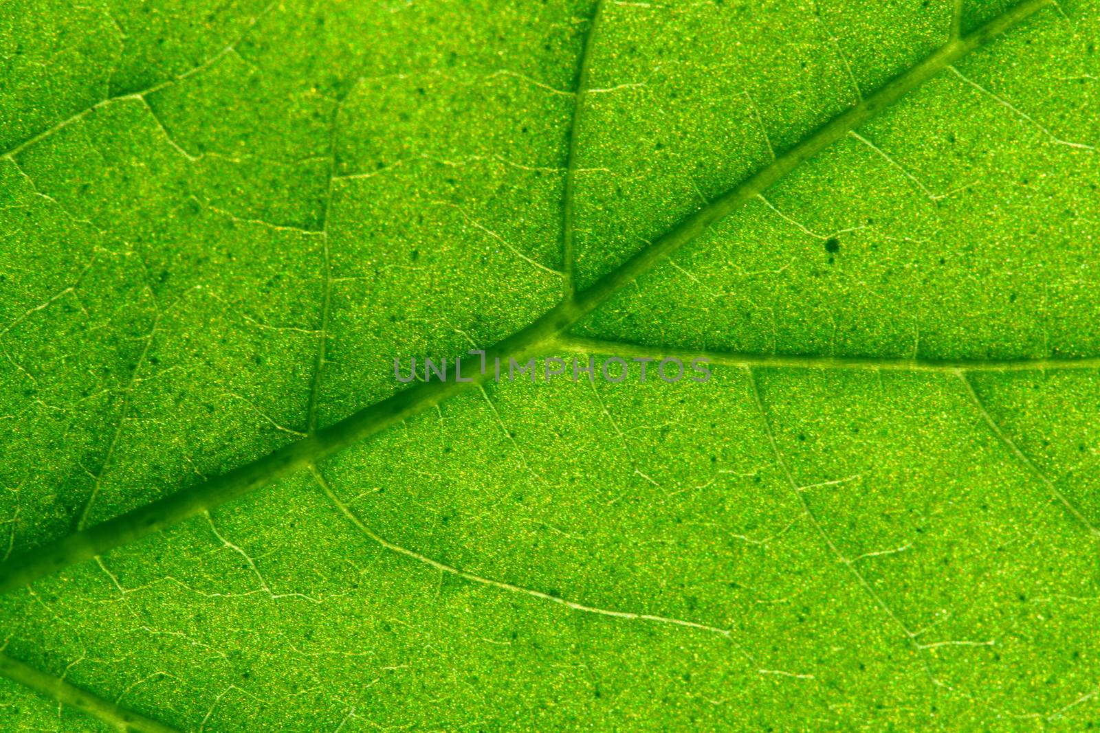 green leaf vein