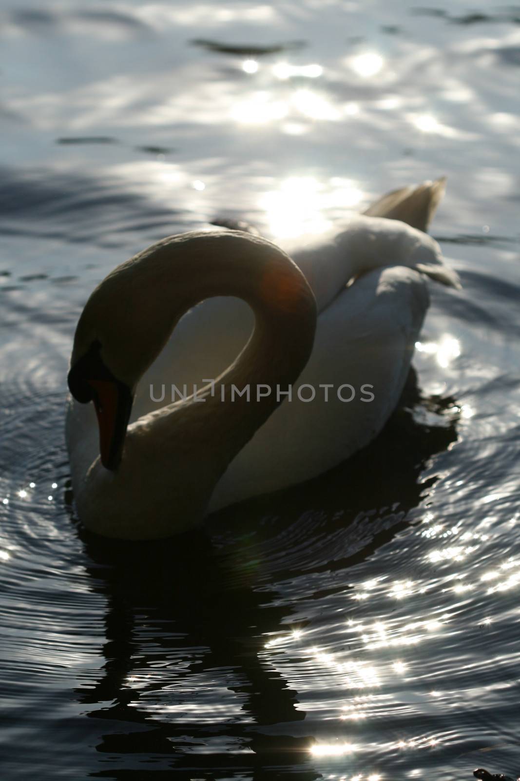 beautiful white swan in water