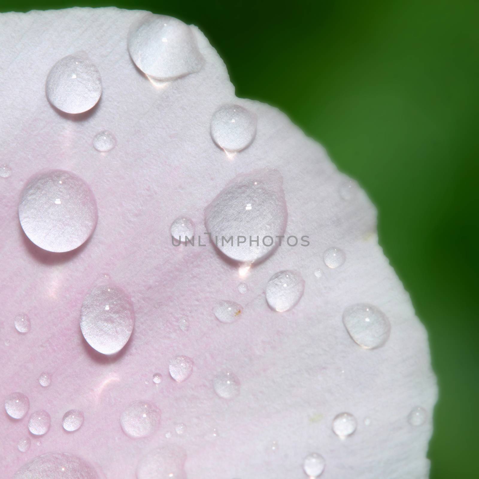 natural waterdrop on green leaf macro