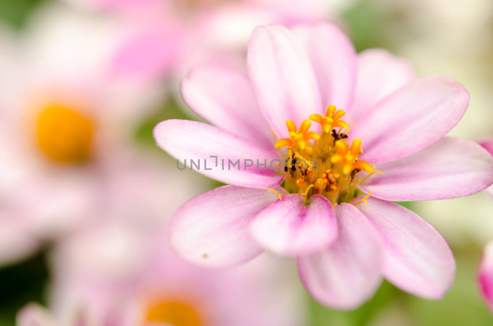 Cosmos flowers on beautiful background