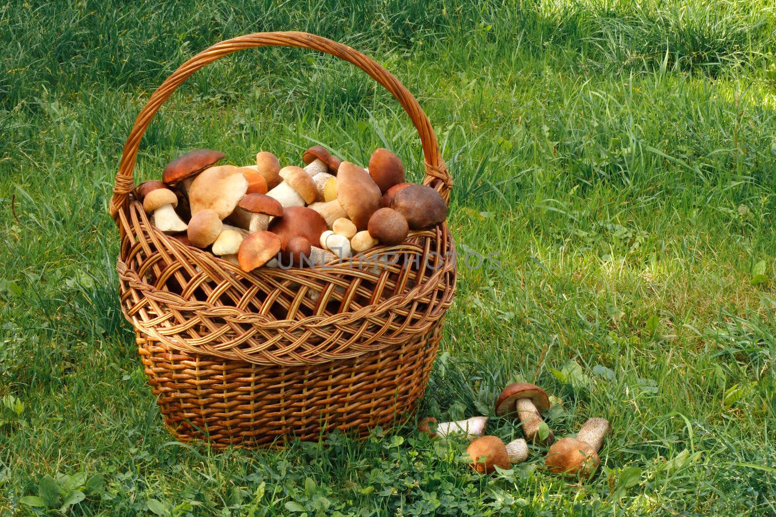 
A large wicker basket filled with lots of different mushrooms, stands on the grass in the forest clearing.