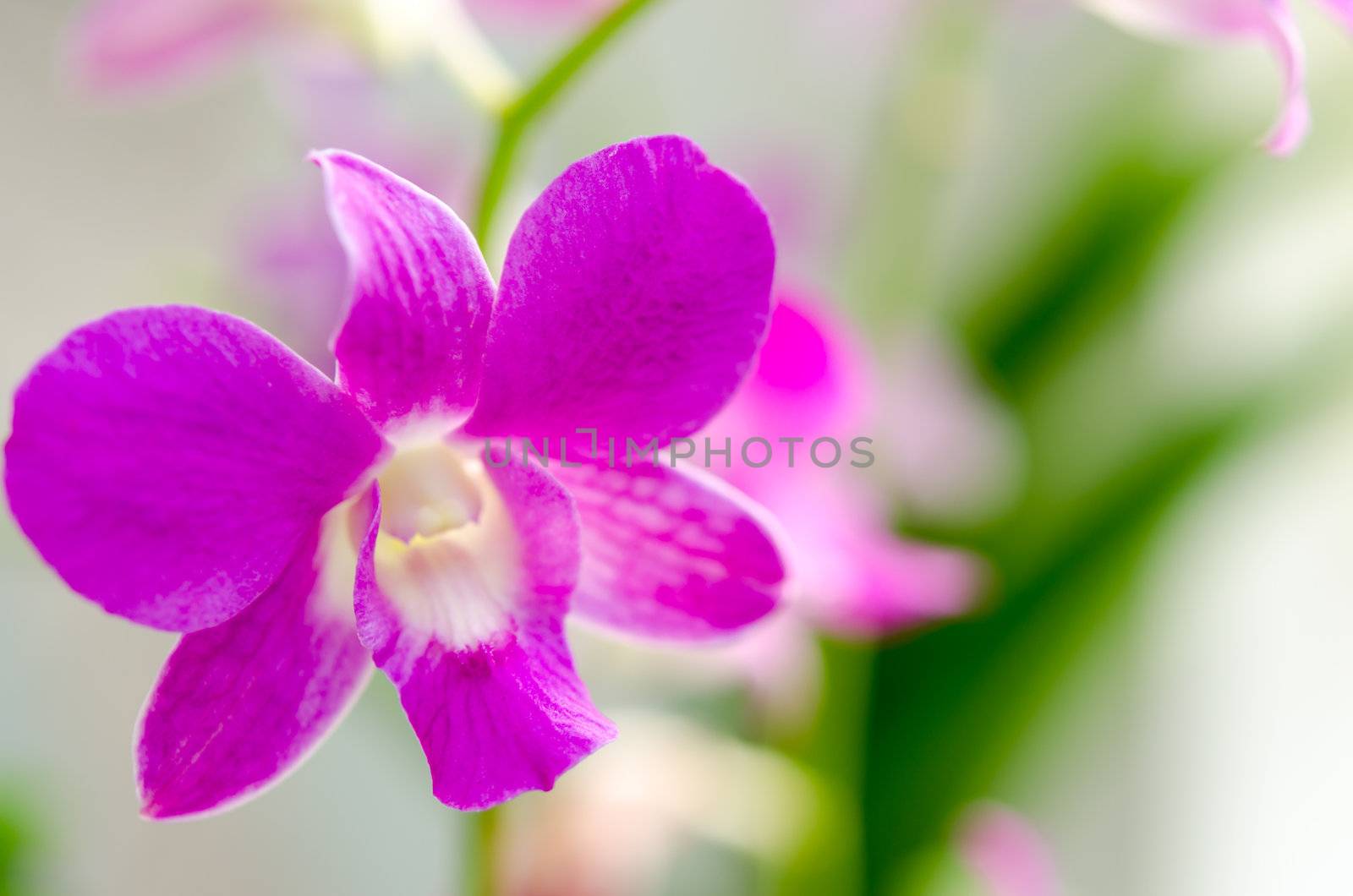 Purple orchid. by aoo3771