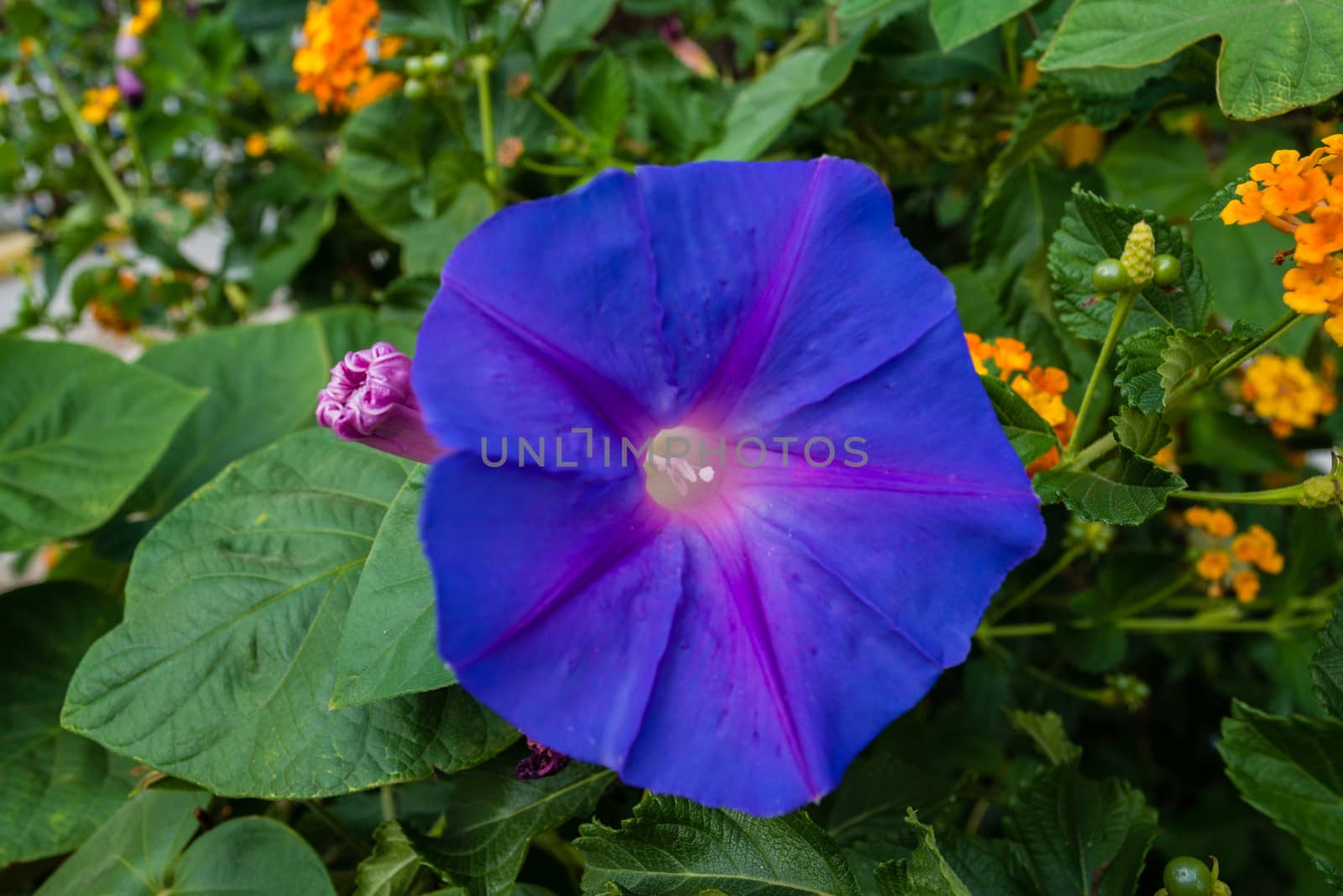 Images of flowers with vivid colors