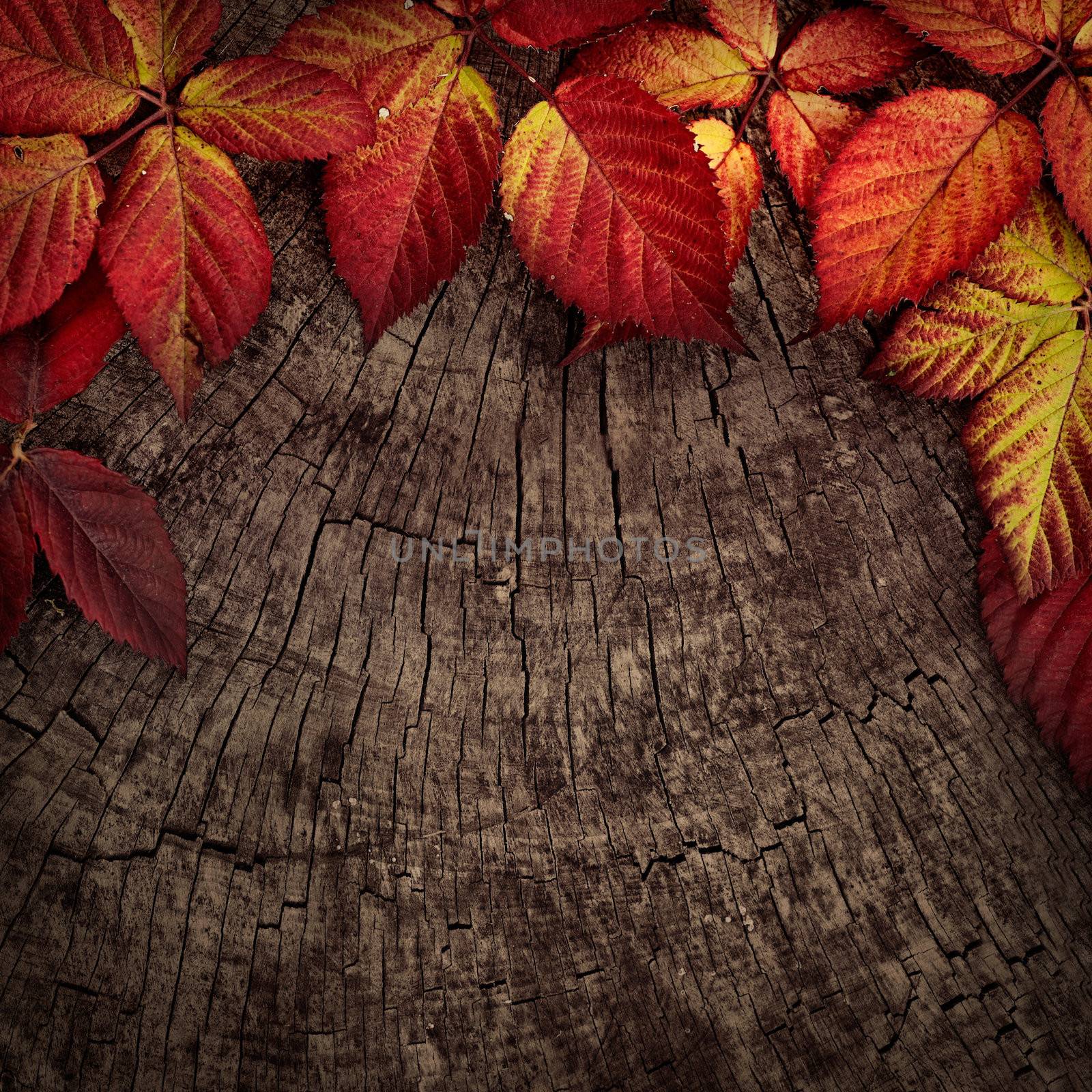 Autumn red leaves by mythja