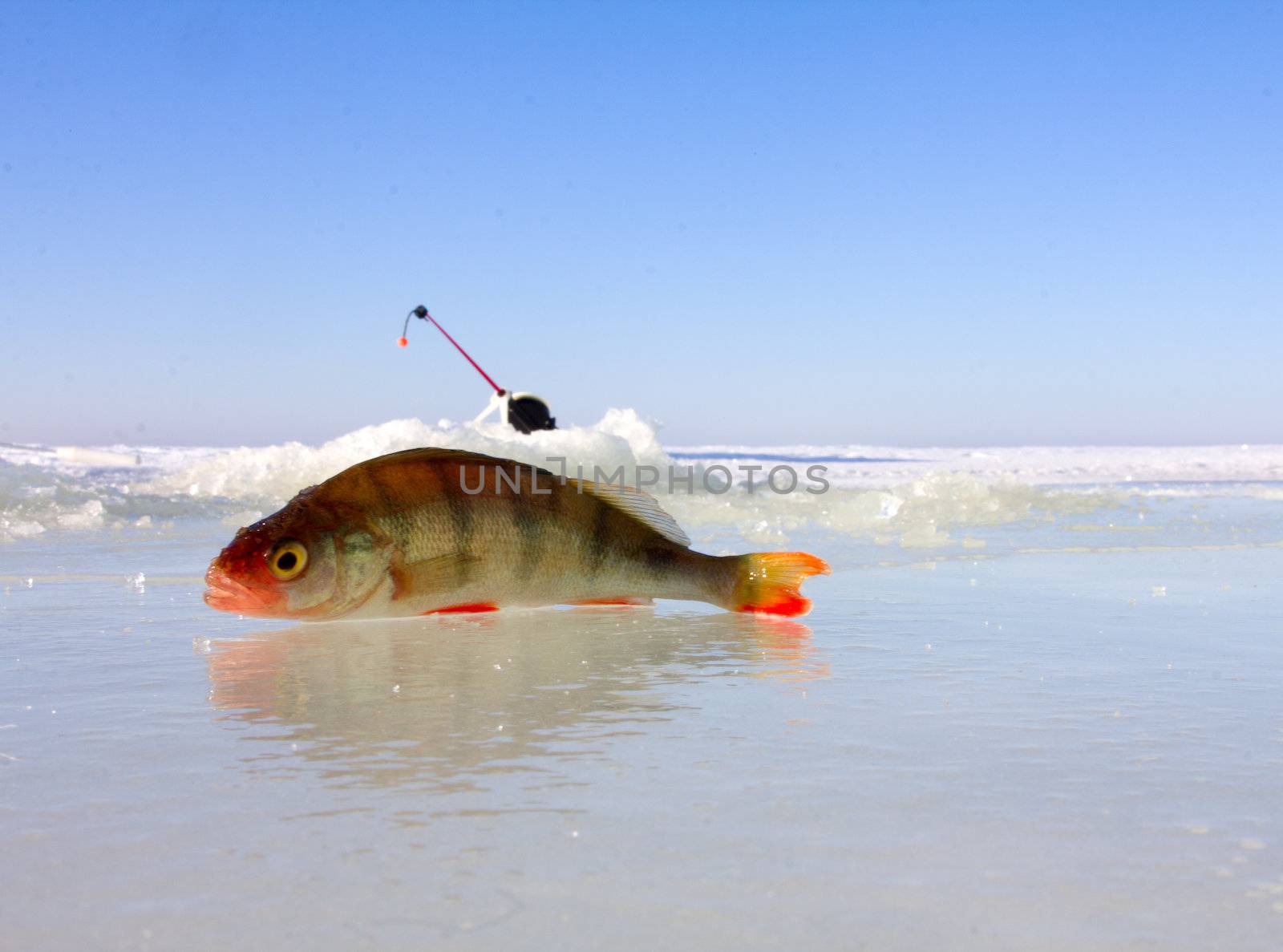 catching of a perch on lakes in the middle of the winter