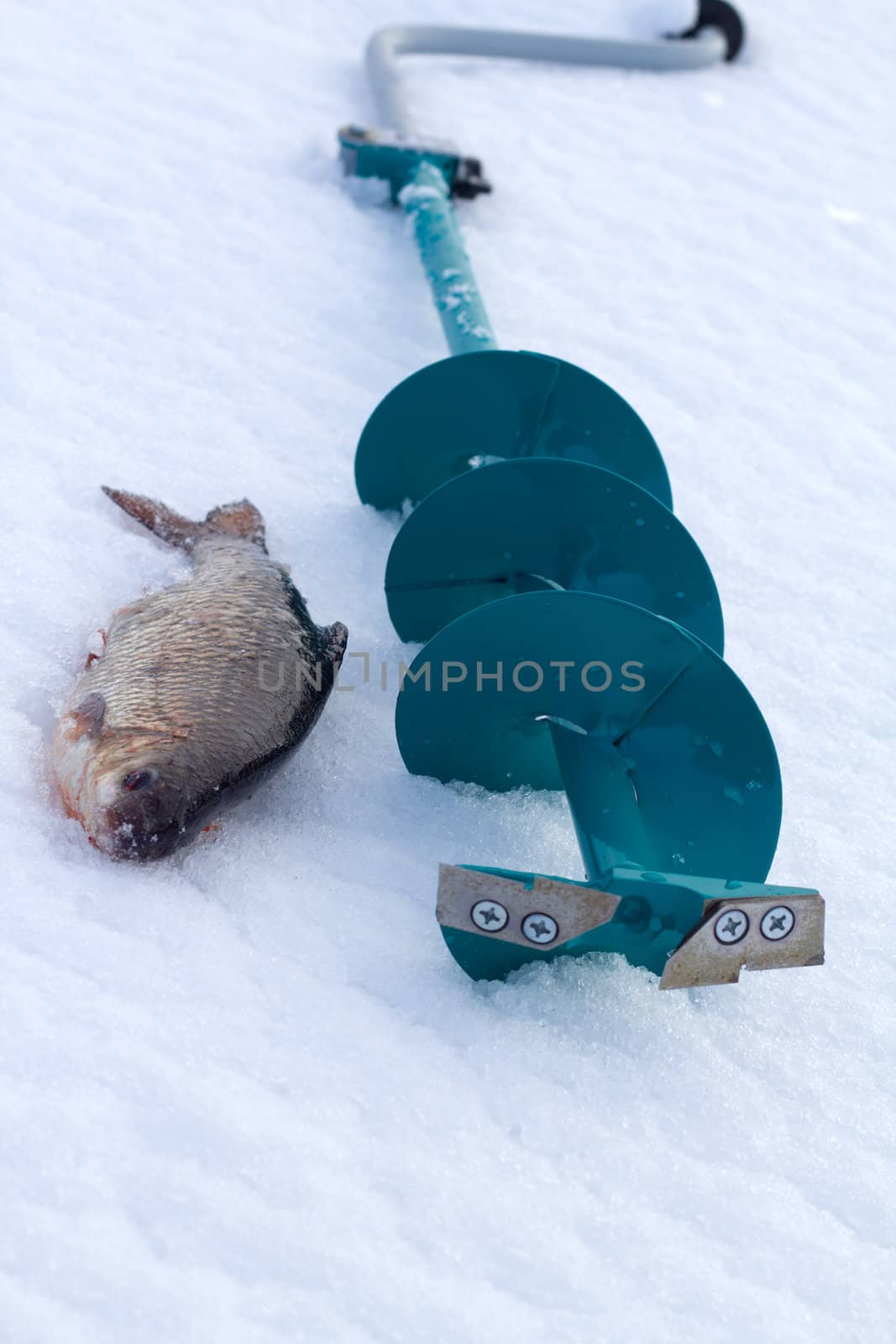 roach and ice  fishing by max51288