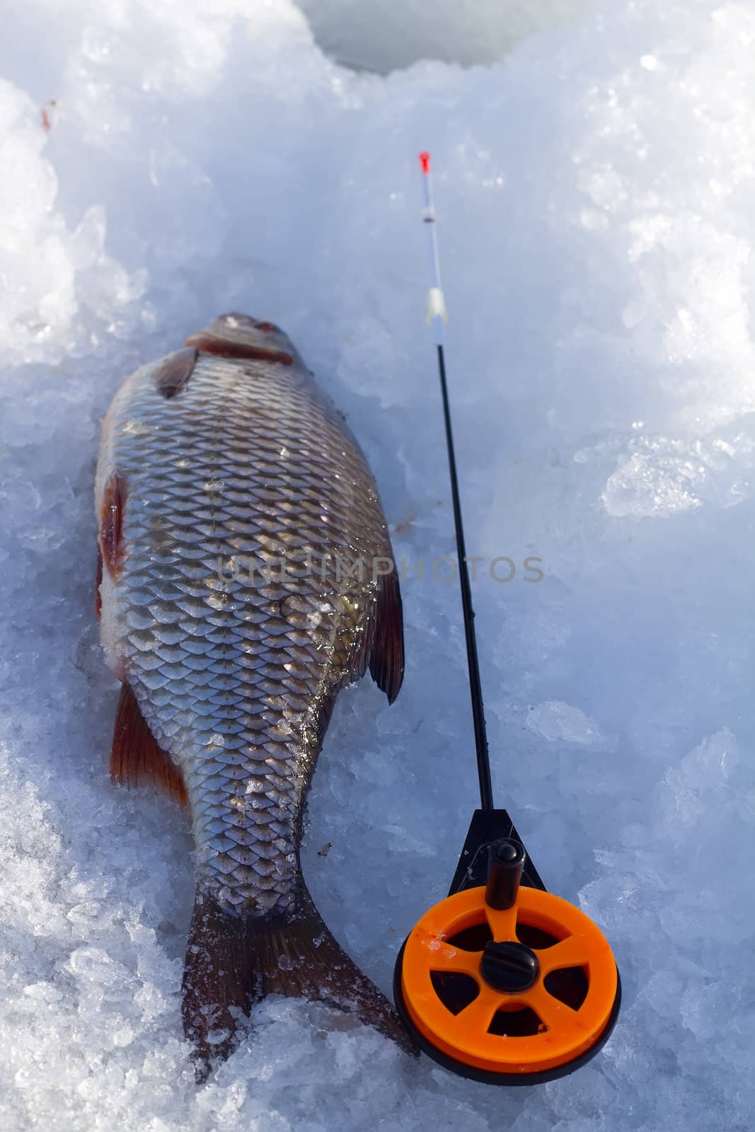 the large roach  is caught on a big reservoir