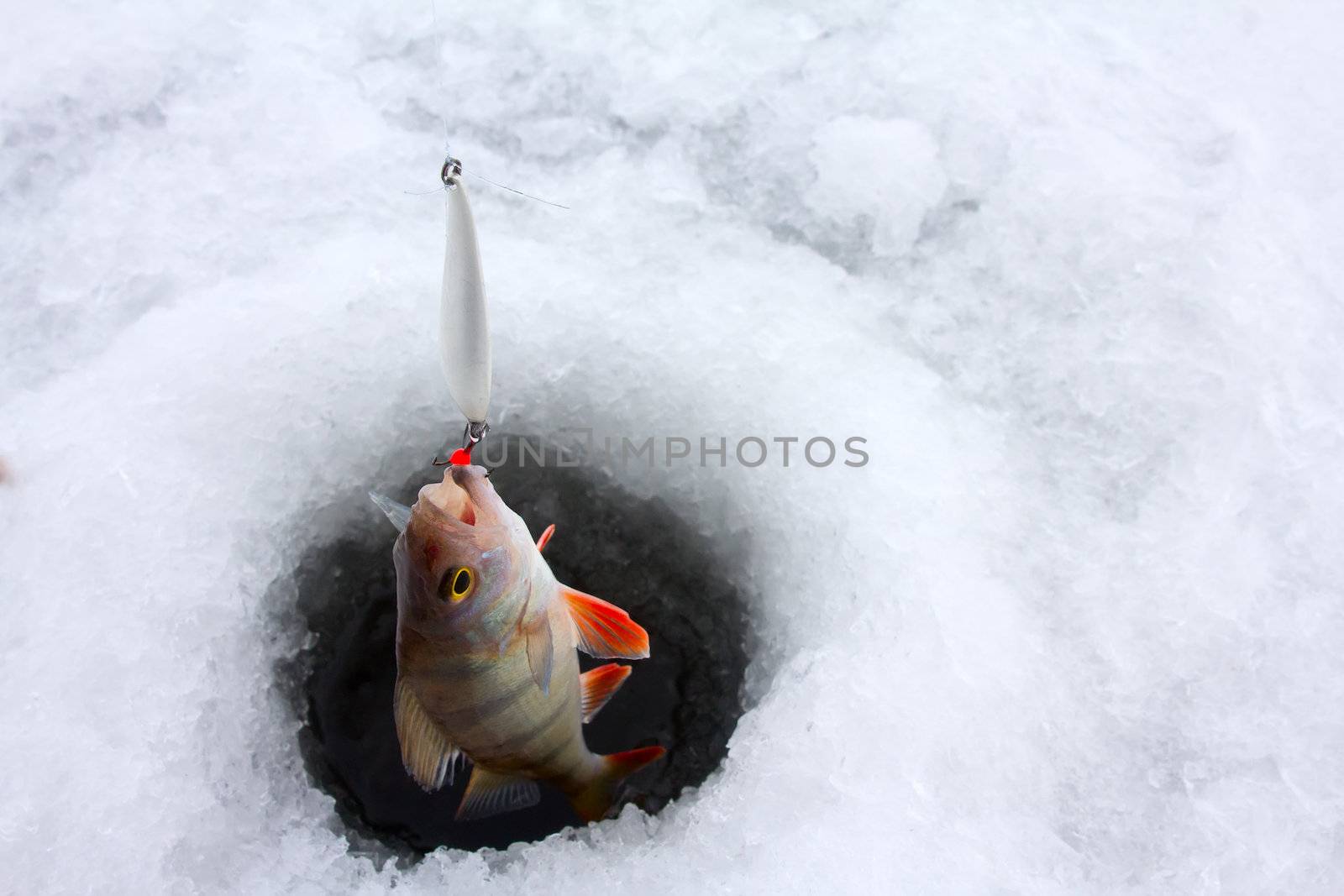 catching of a perch on lakes in the middle of the winter