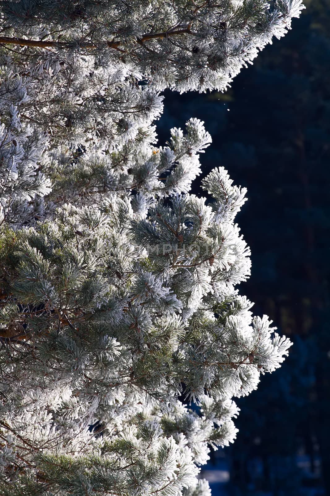 winter, fir-tree in  frost by max51288