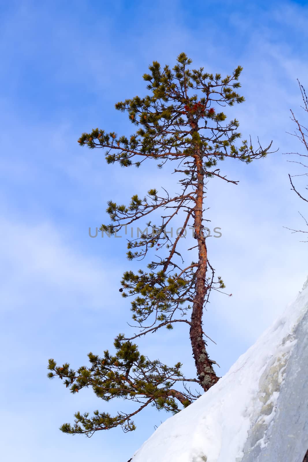 pine on a mountain slope in the winter