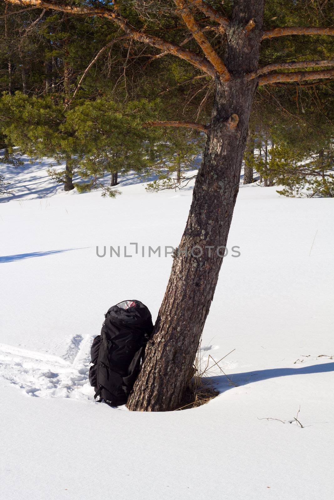 campaign backpacks in the winter wood