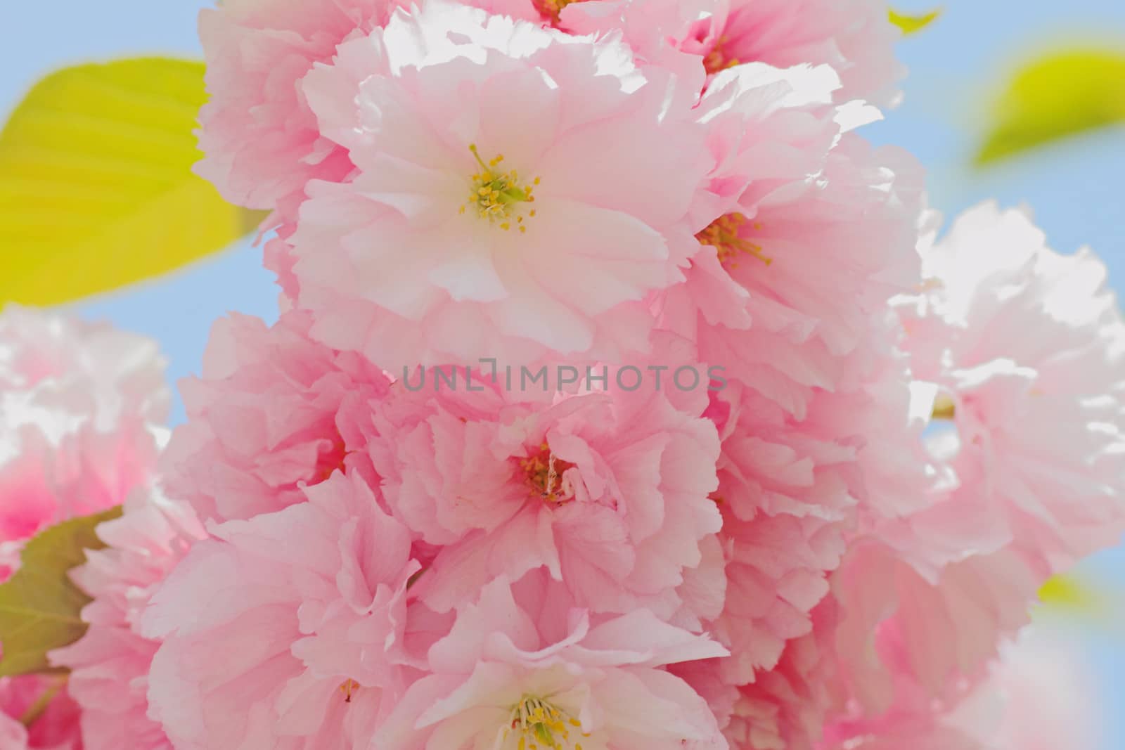 close up of pink cherry tree blossom