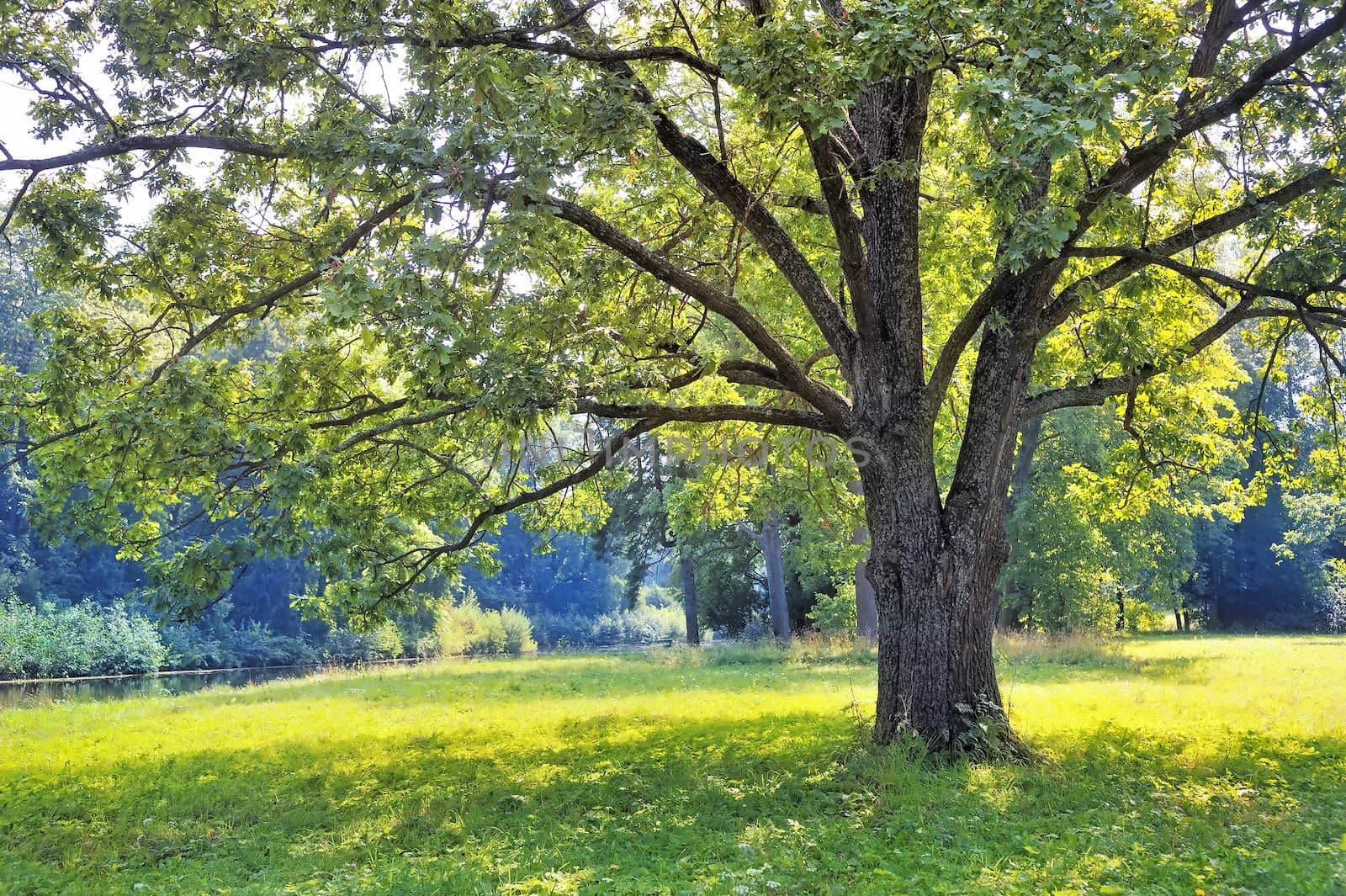 The tree in the park by kosmsos111