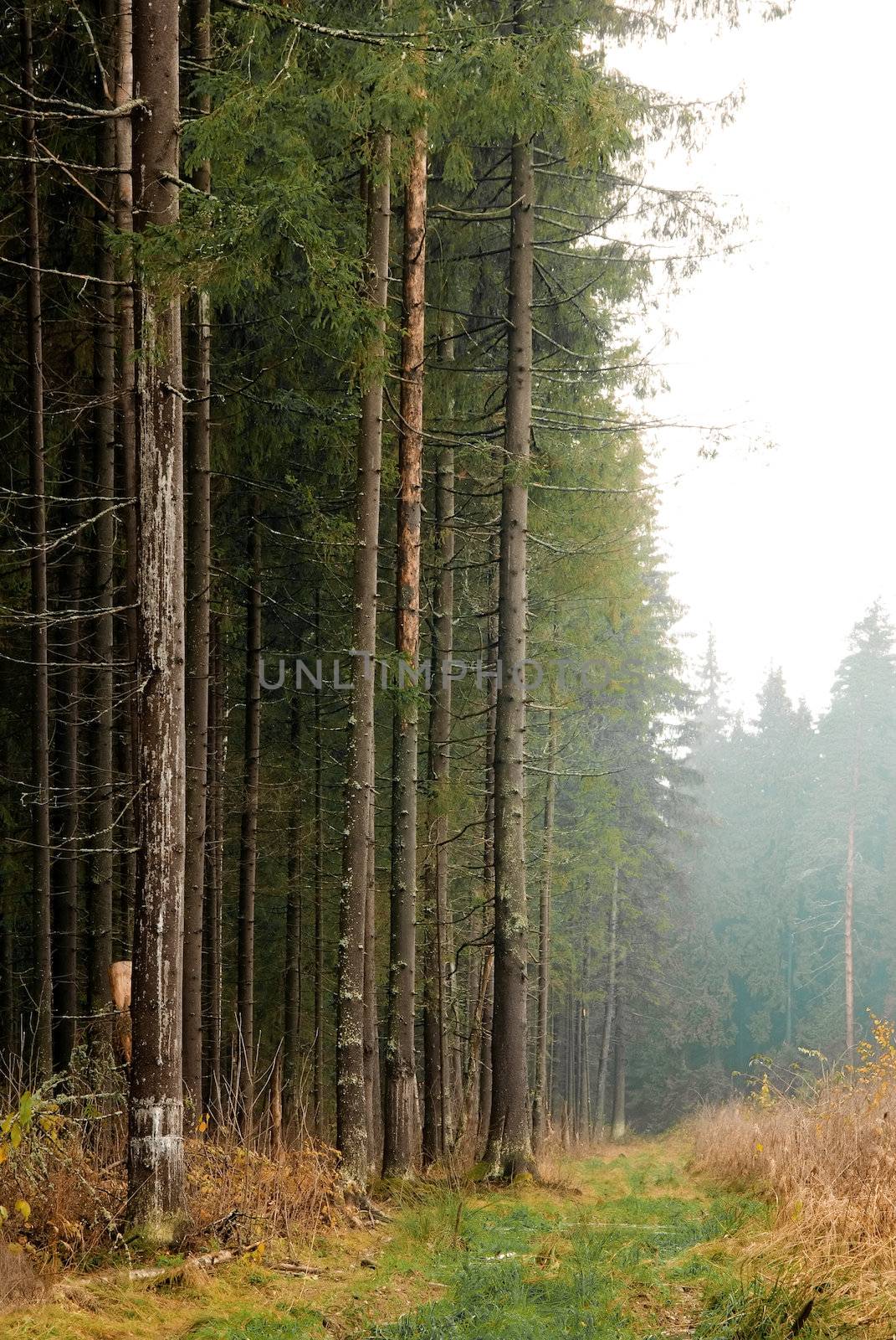 light mist on the edge of a pine forest