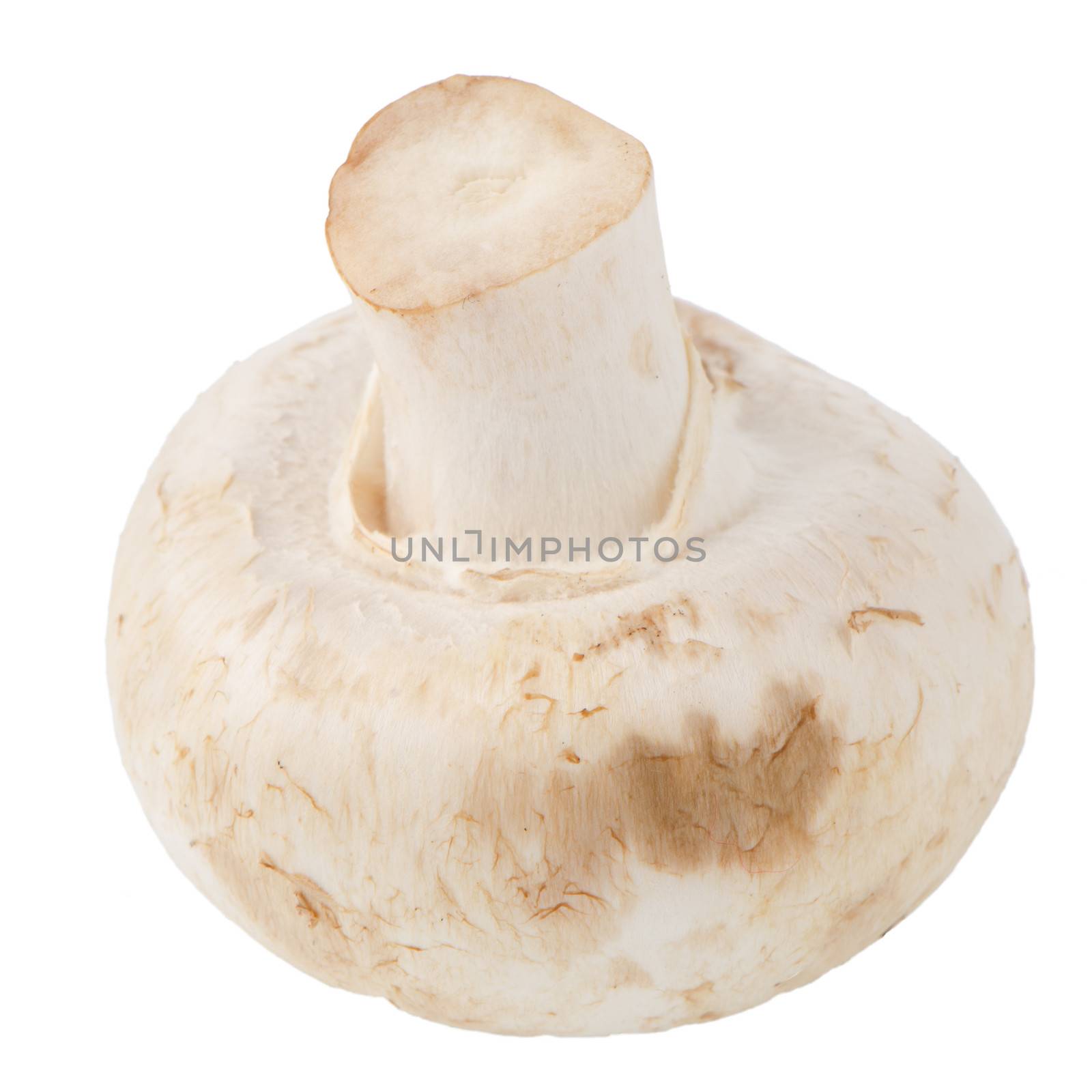 Champignon mushroom by homydesign