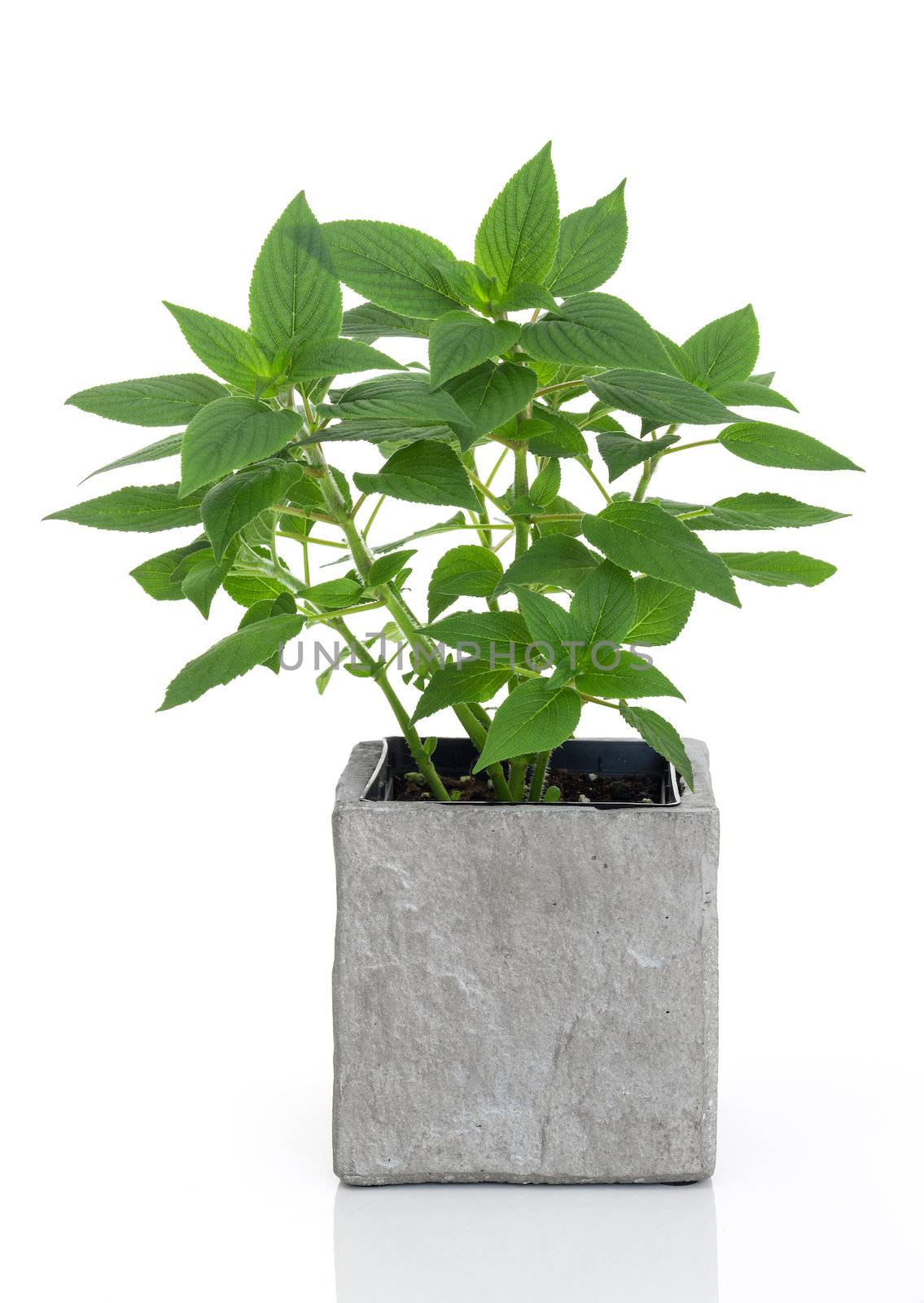 Fresh green mint in a concrete pot, isolated on white background.