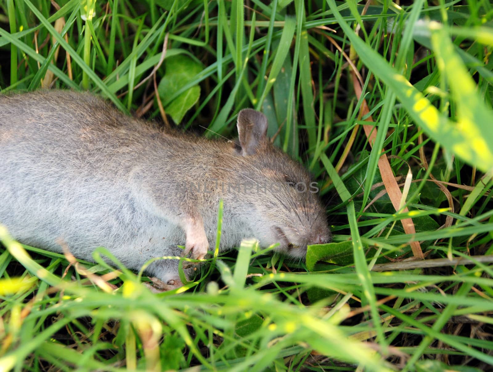 Closeup of a dead rat lying in long green grass