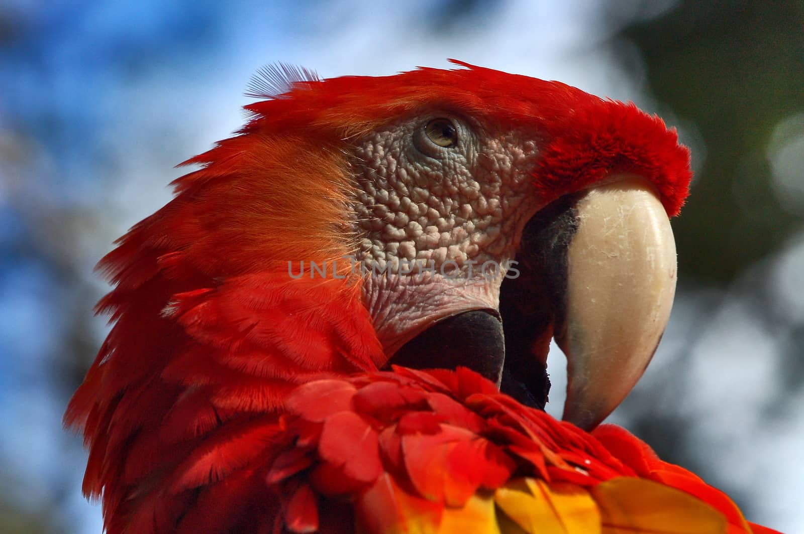  Head of Red Parrot by underworld