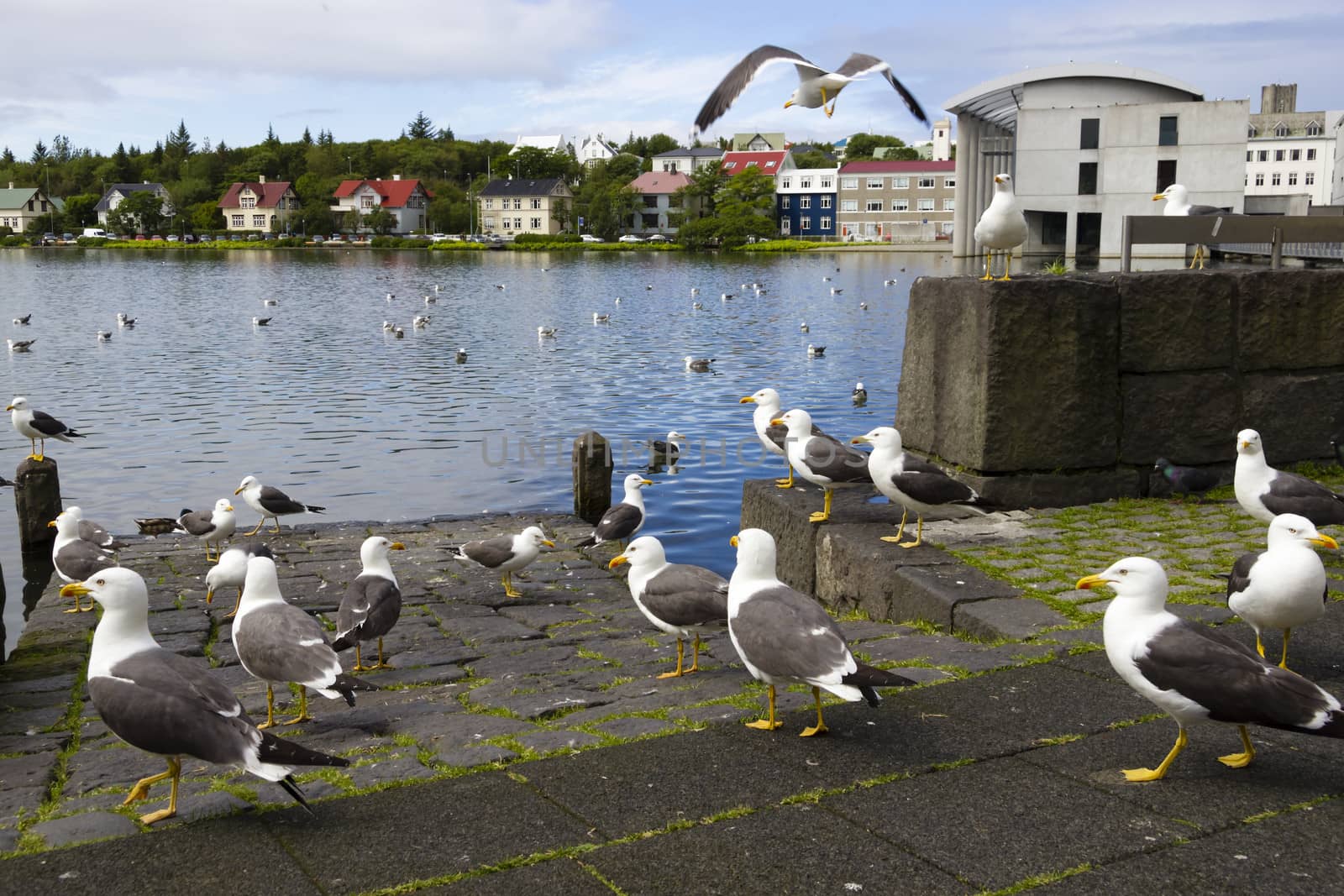 seagulls near a pond in the center of Reykjavik