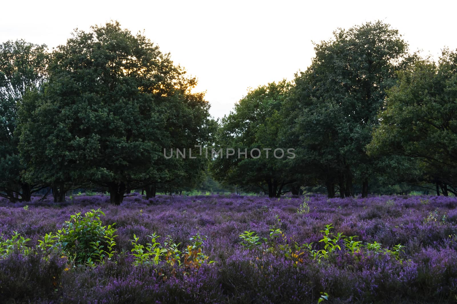 Filds of blossoming heather