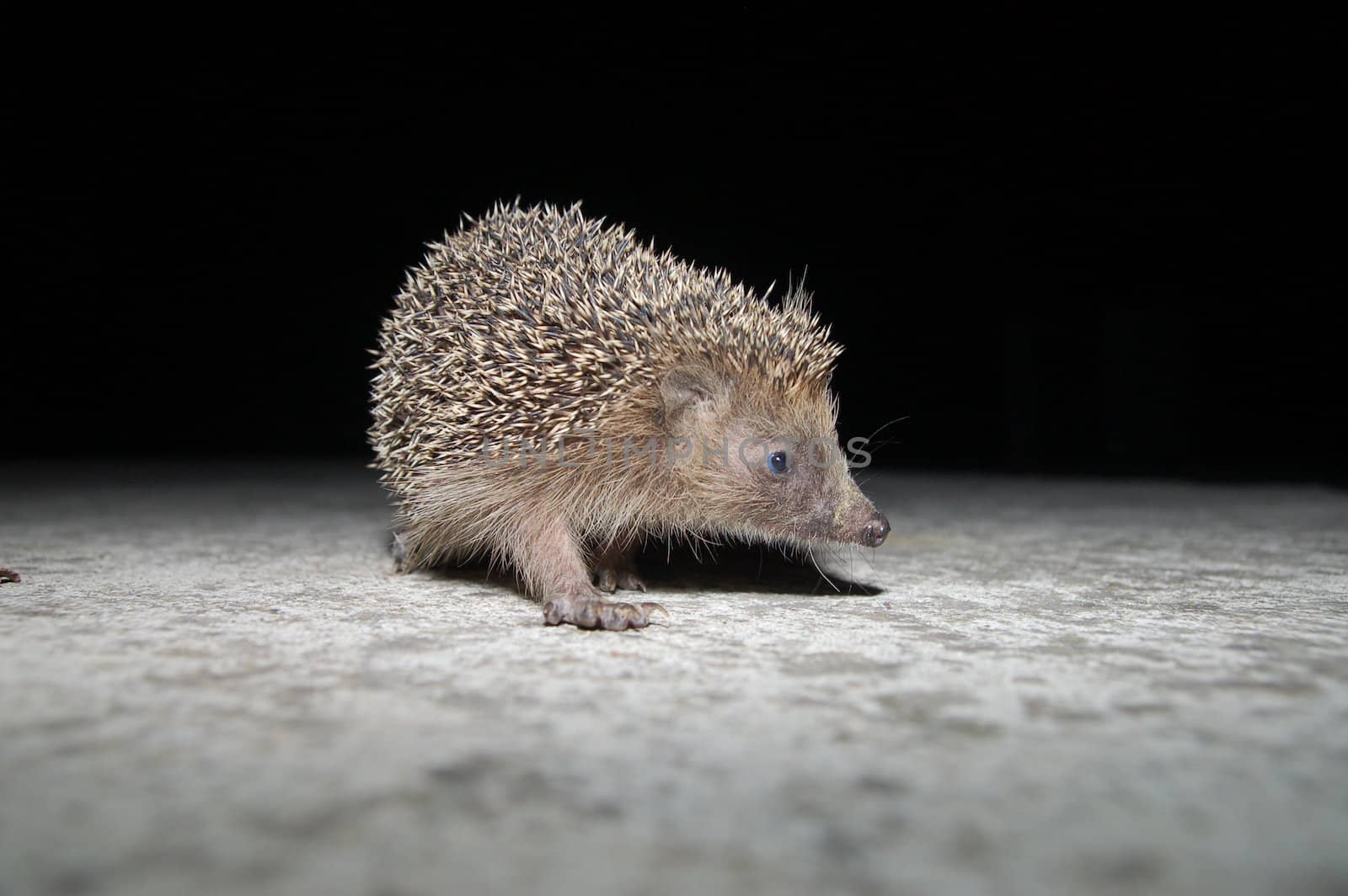 hedgehog by underworld