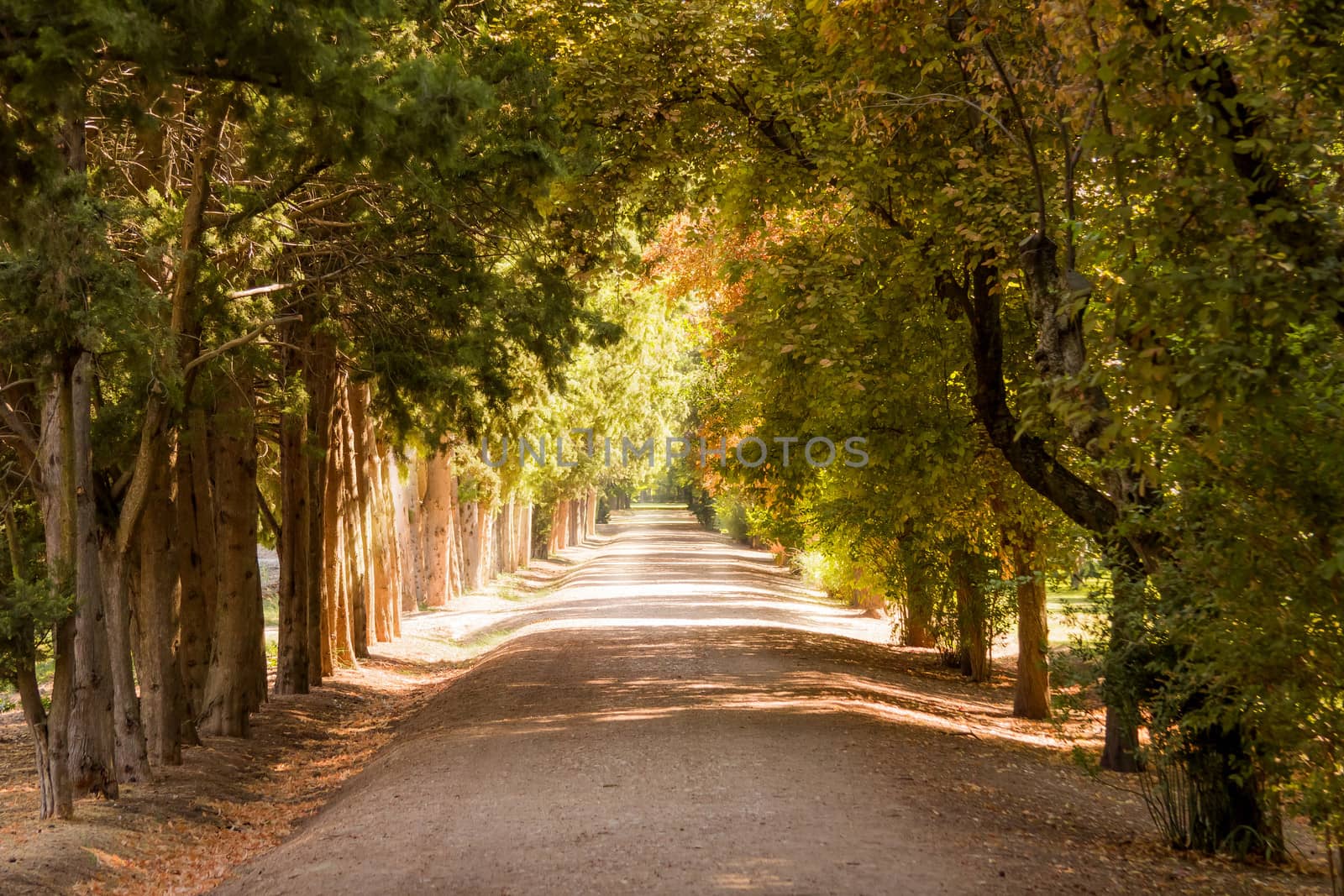 Autumn park pathway under the trees by doble.d