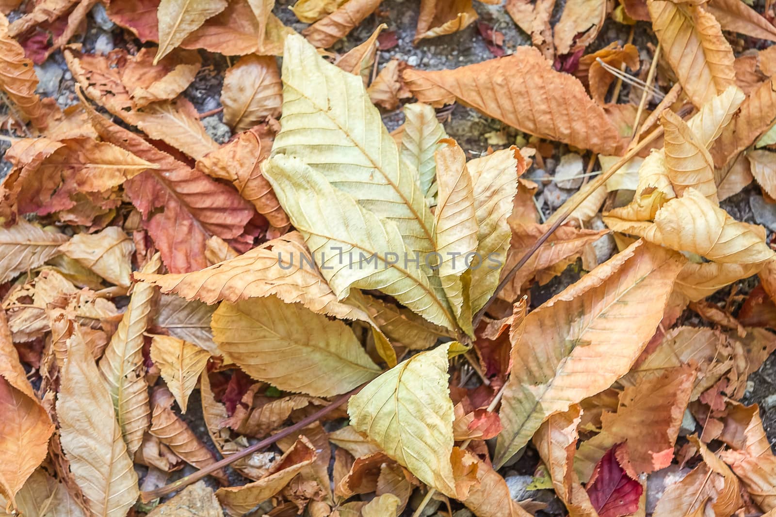 Closeup of autumn leaves by doble.d