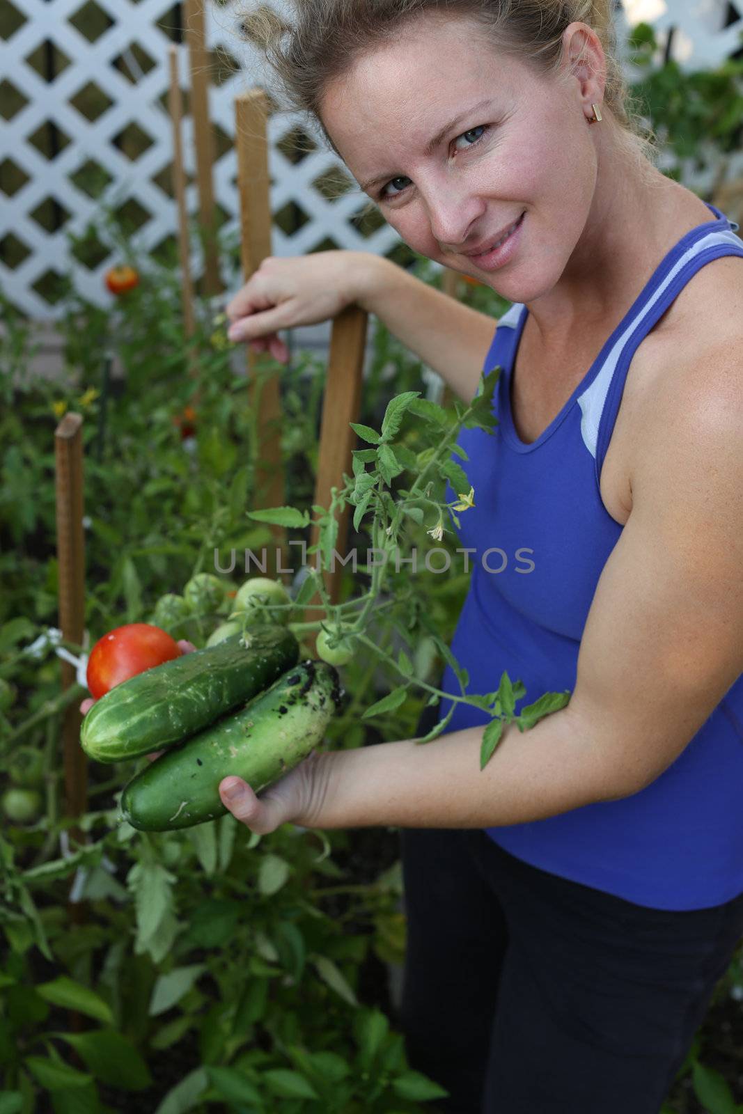 Middle aged women harvesting her organic grown tomatoes and cucambers from her green garden.