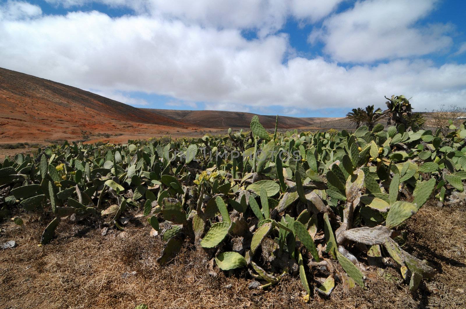Cactus field on a cloudy sky, in Lanzarote, spain