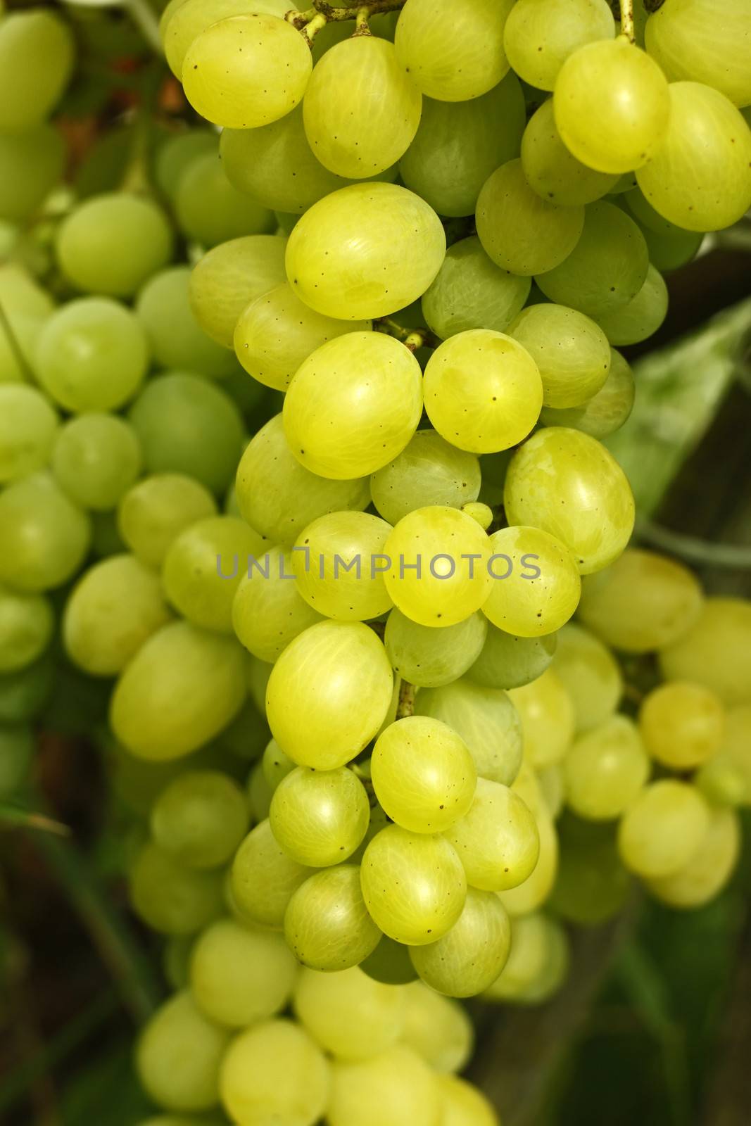 Cluster of yellow grapes by qiiip