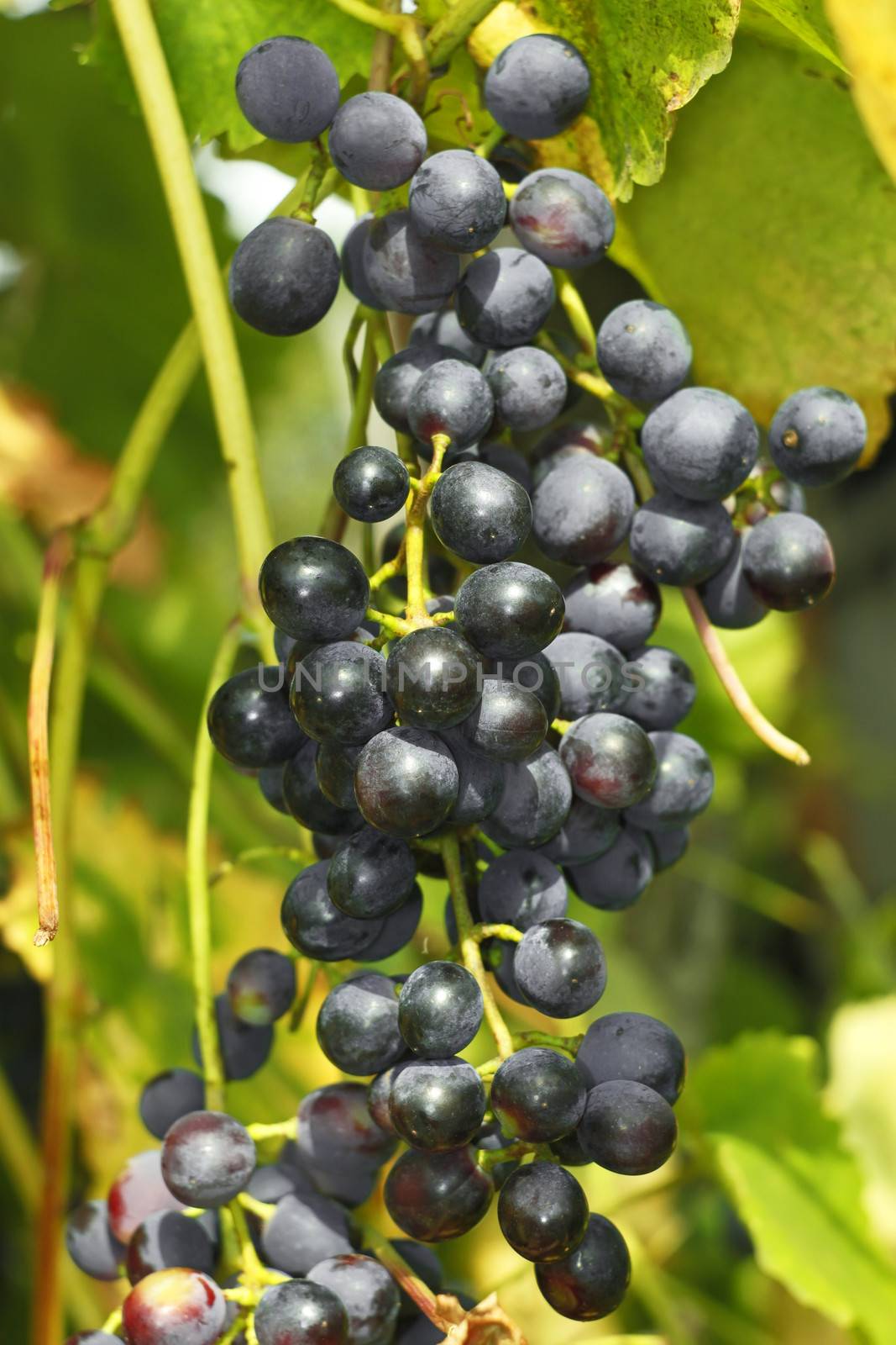 Cluster of dark grapes by qiiip