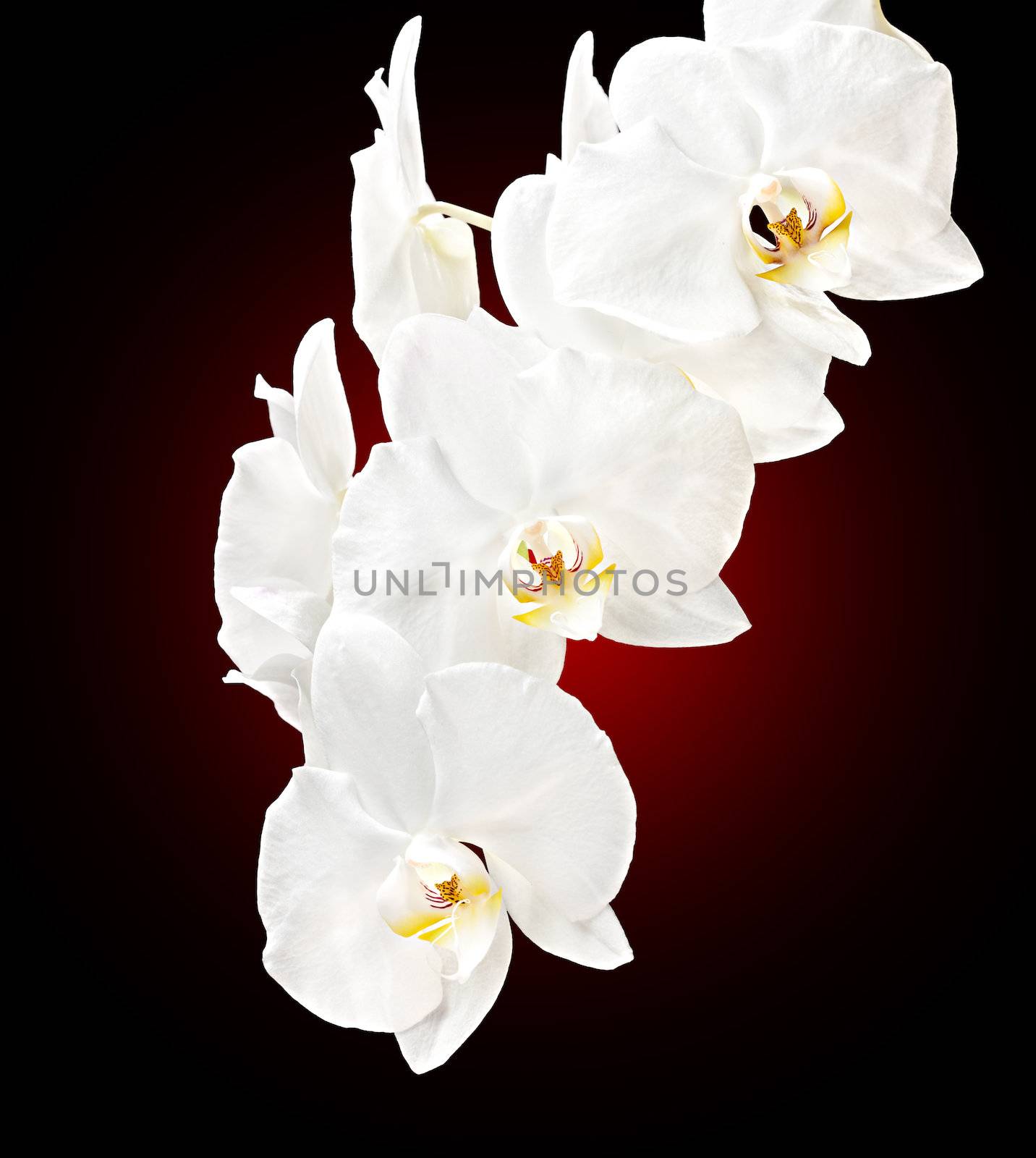 Phalaenopsis. White orchid on red background