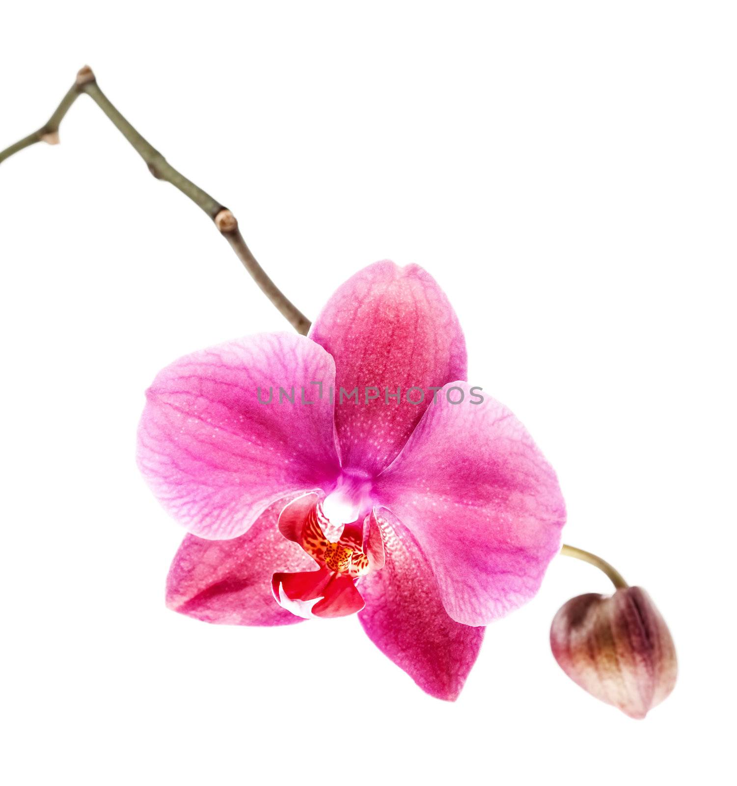 Phalaenopsis. Pink orchid on white background