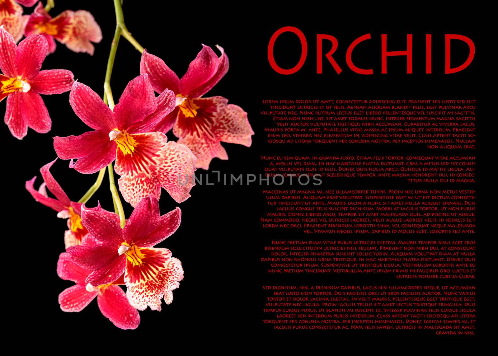 Cambria. Red and white flower orchid with with copy-space