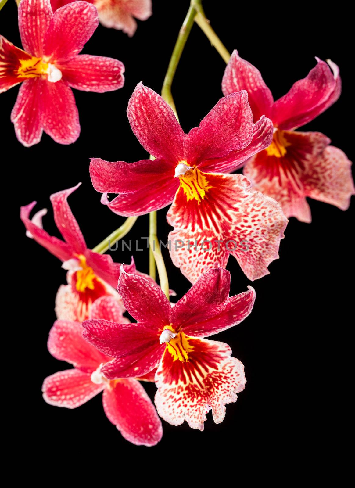 Cambria. Red and white flower orchid