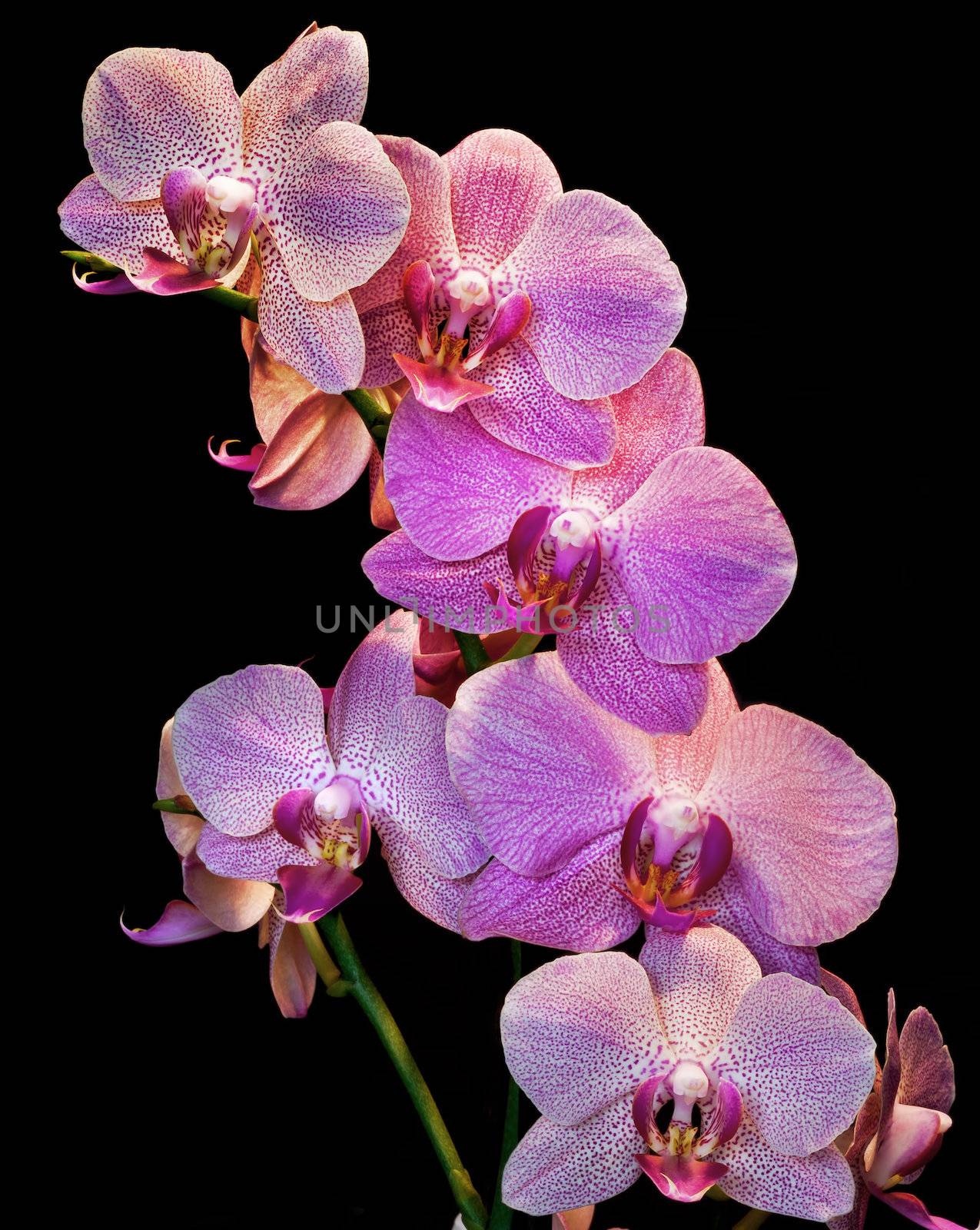 Phalaenopsis. Orchid isolated on black background