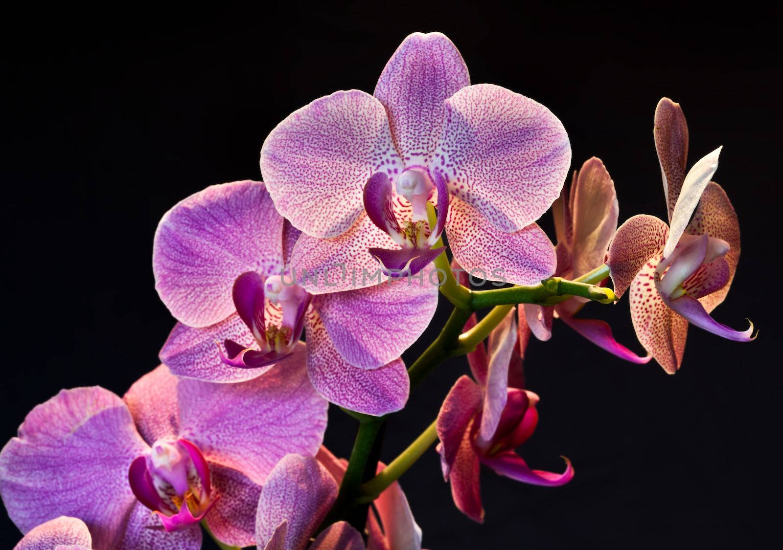 Phalaenopsis. Orchid isolated on black background