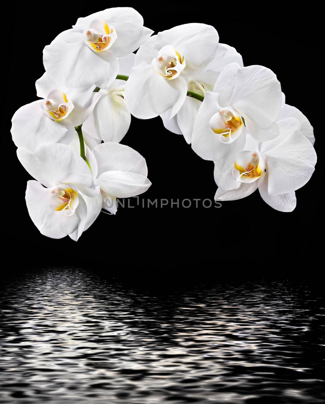 White Phalaenopsis and water reflection by palinchak