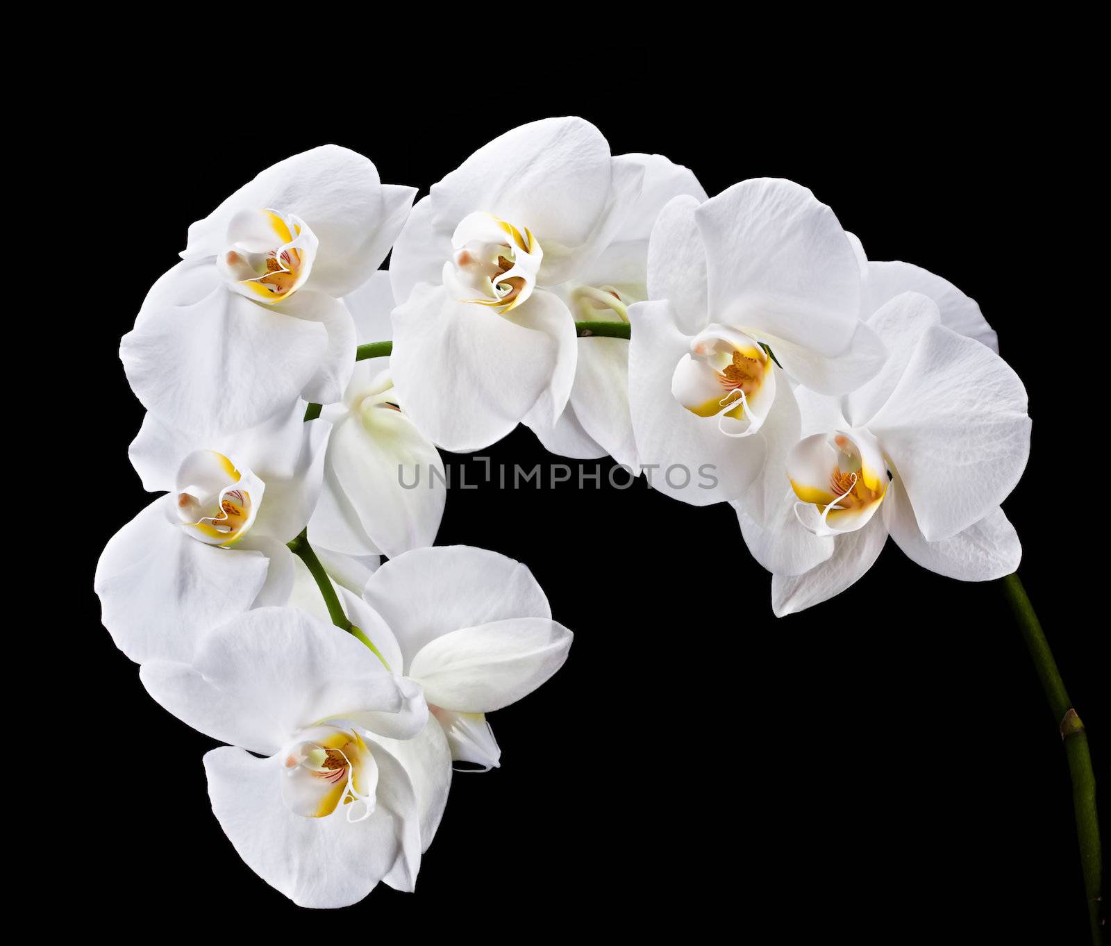 Phalaenopsis. White orchid isolated on black